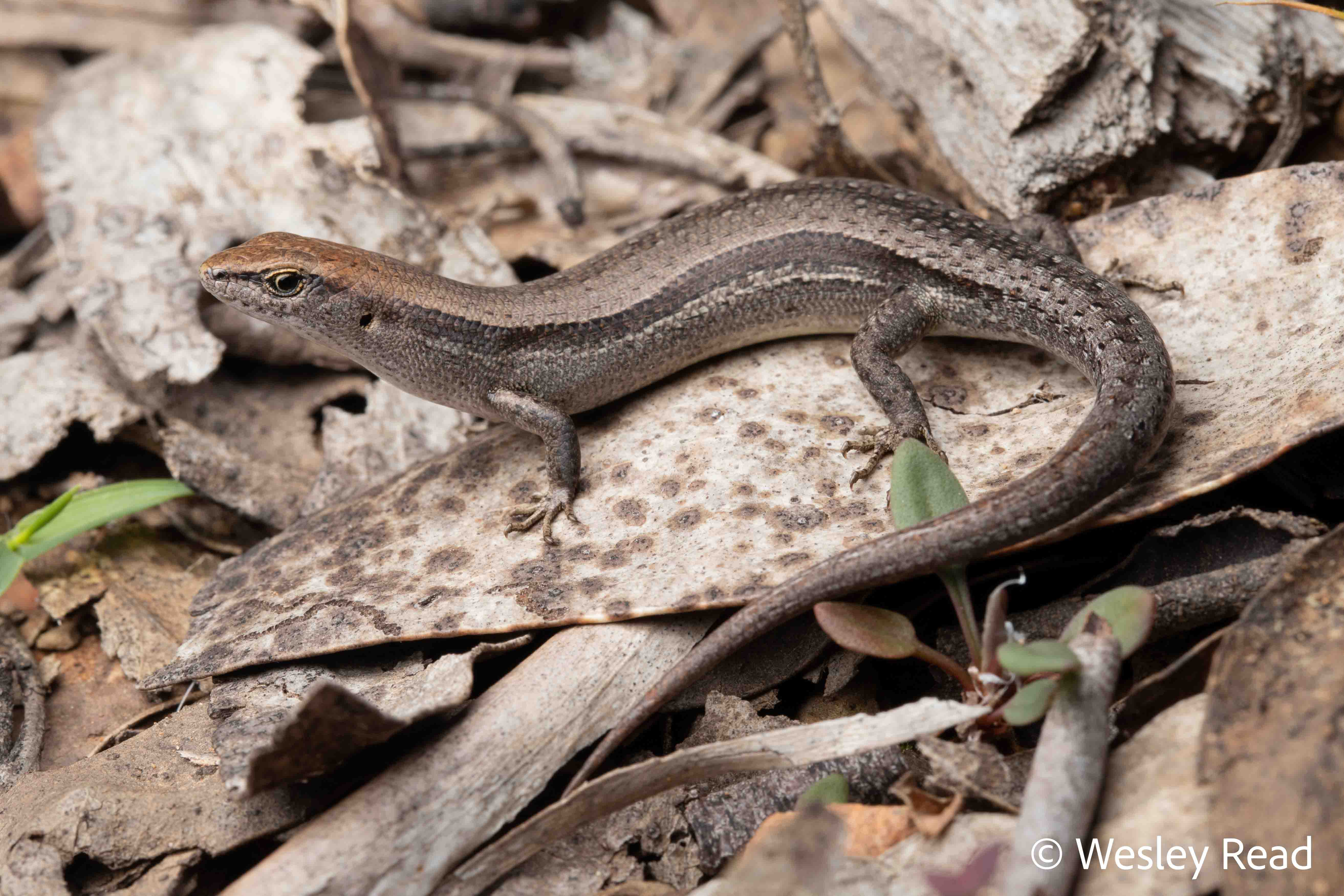 Lampropholis guichenoti