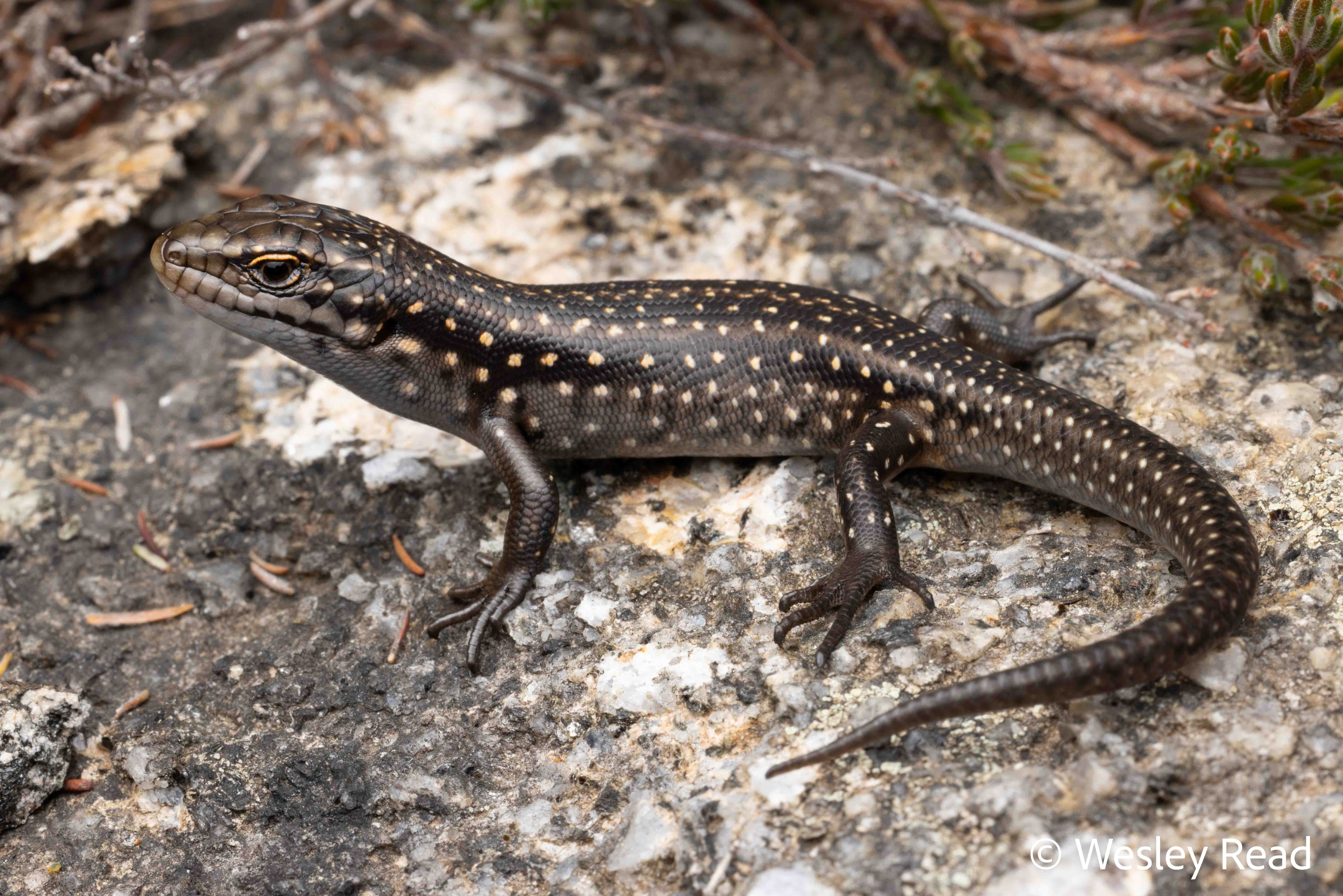 Liopholis guthega
