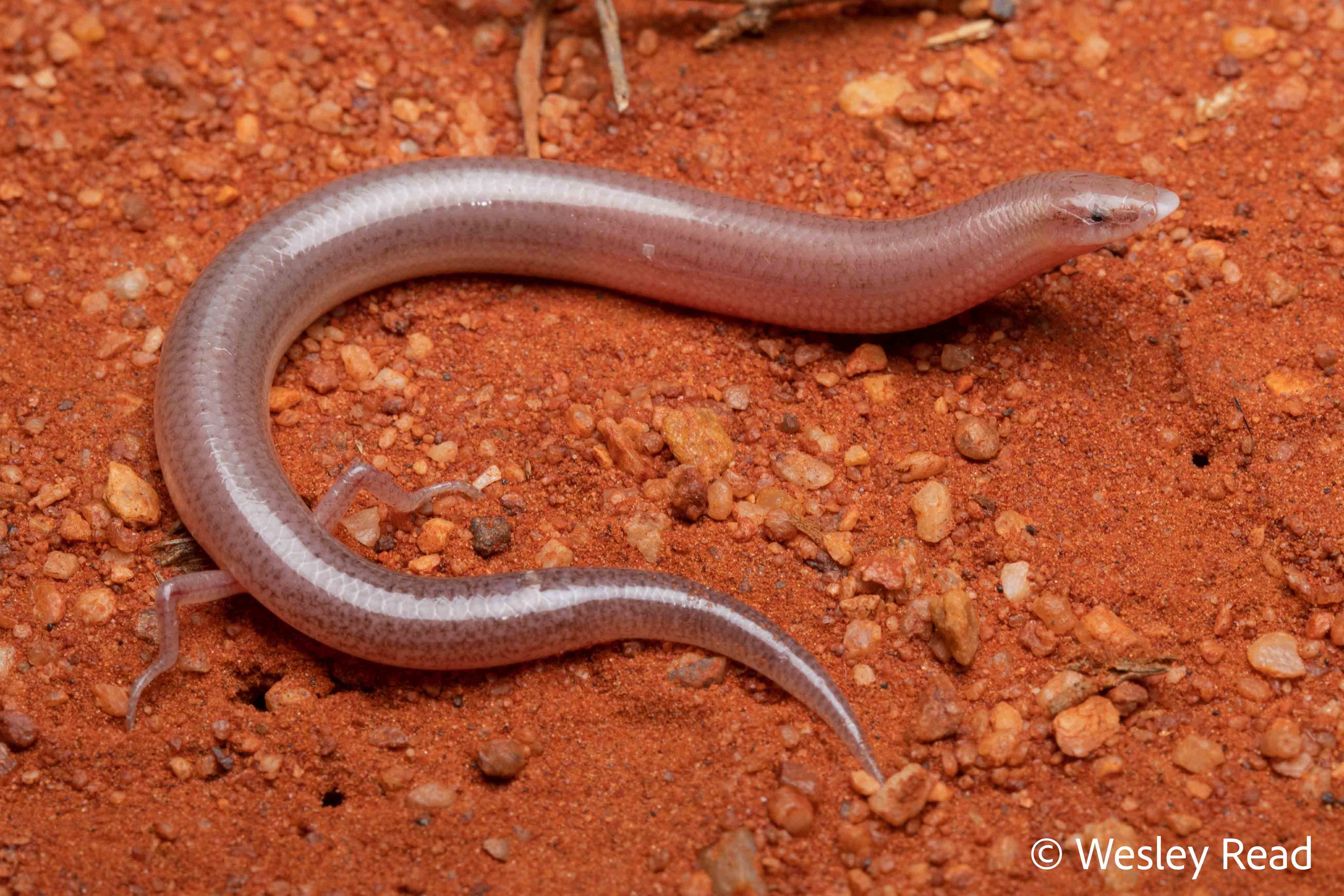 Lerista ips