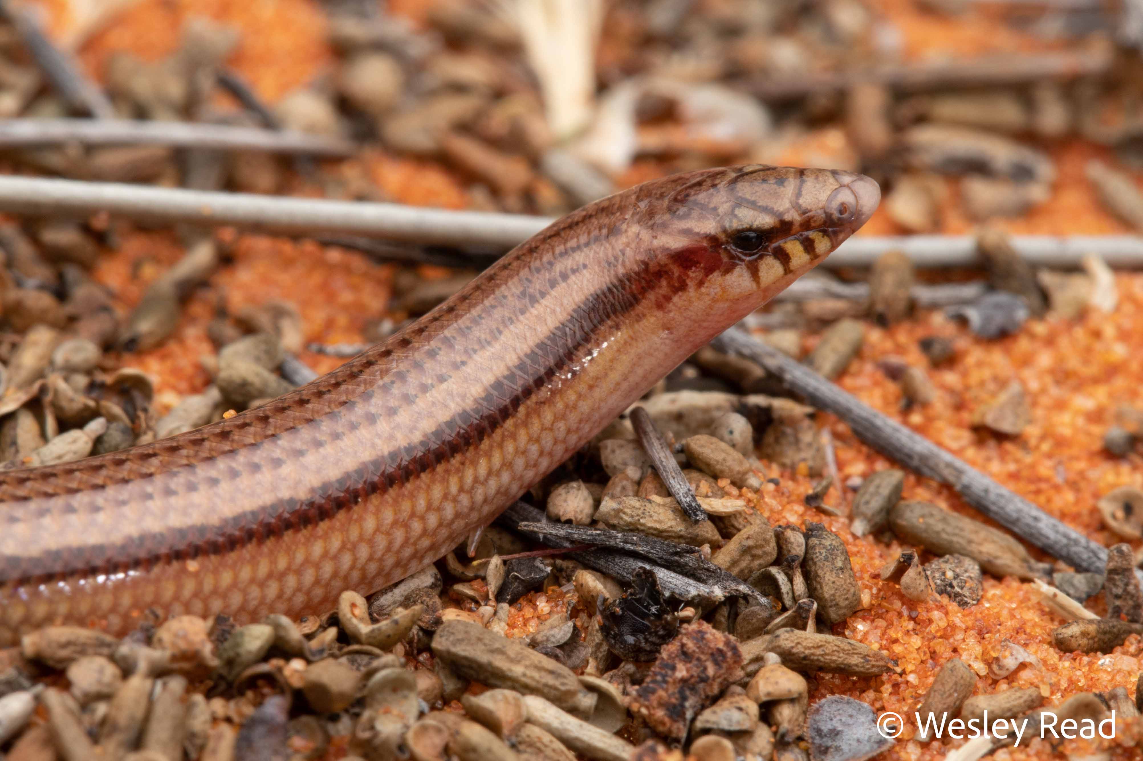 Lerista kennedyensis