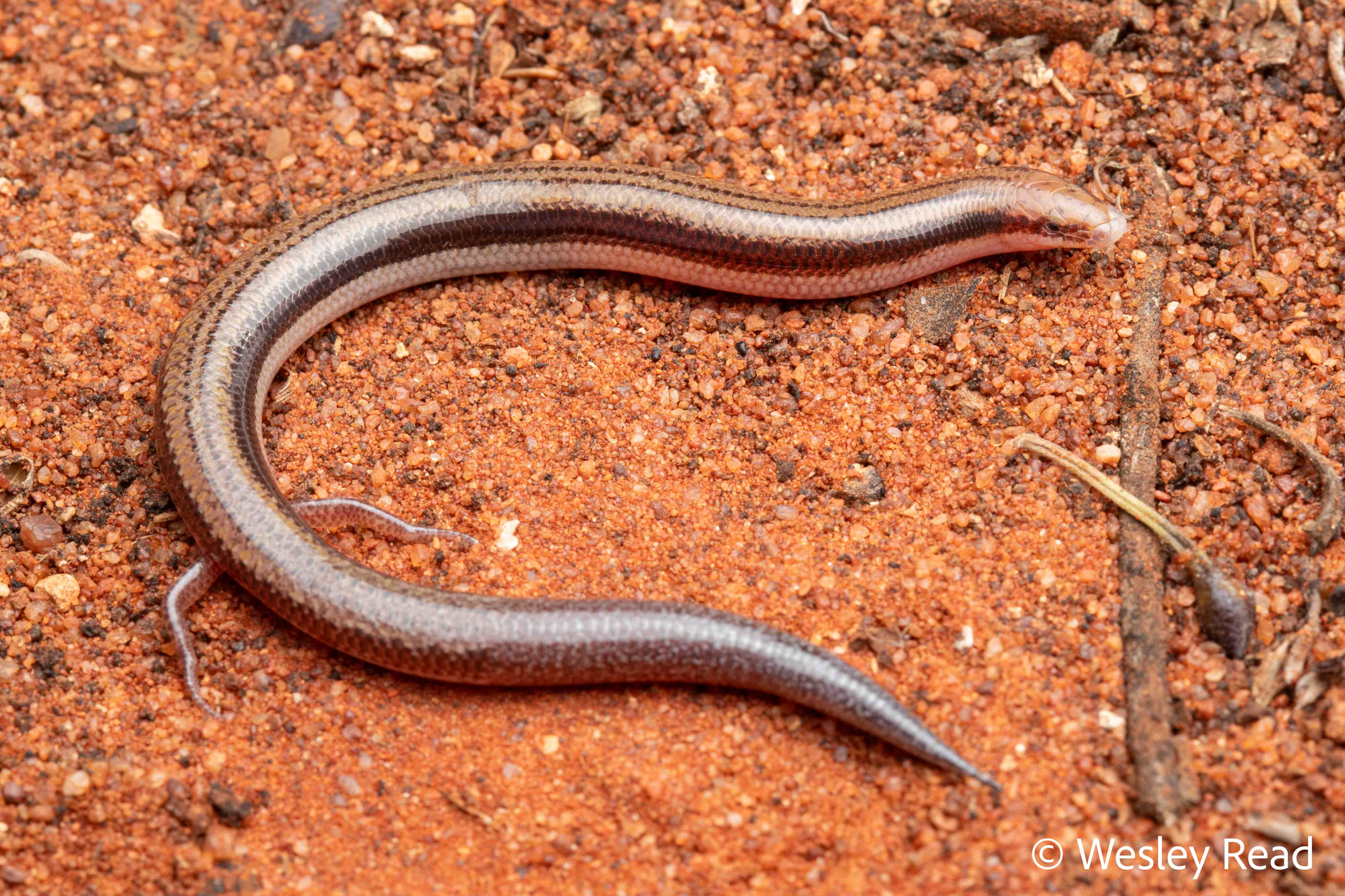Lerista labialis