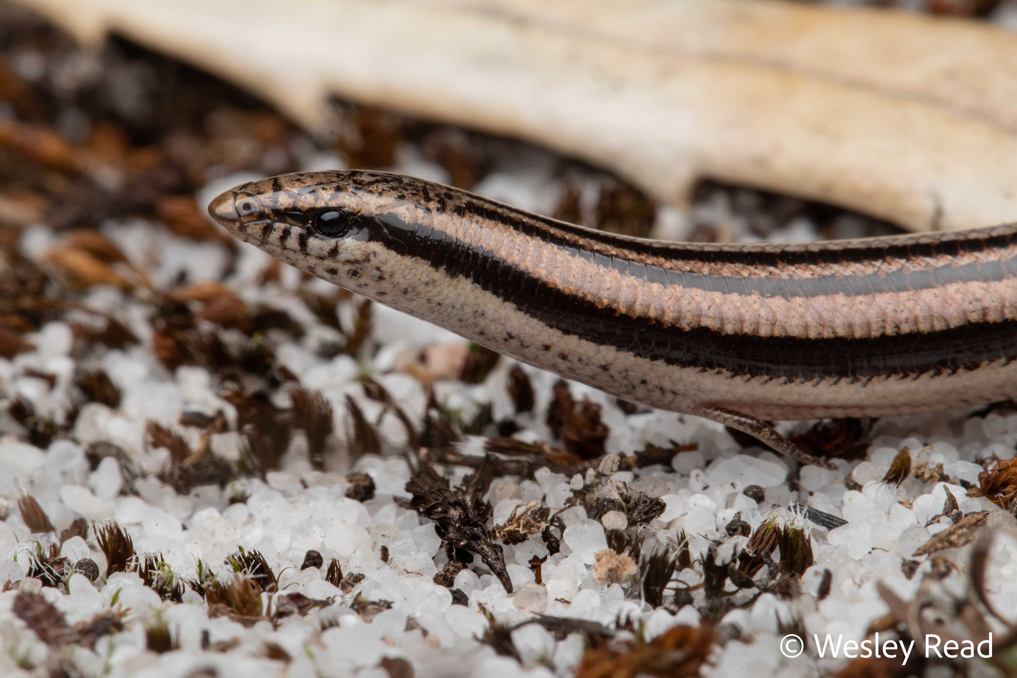 Lerista lineata