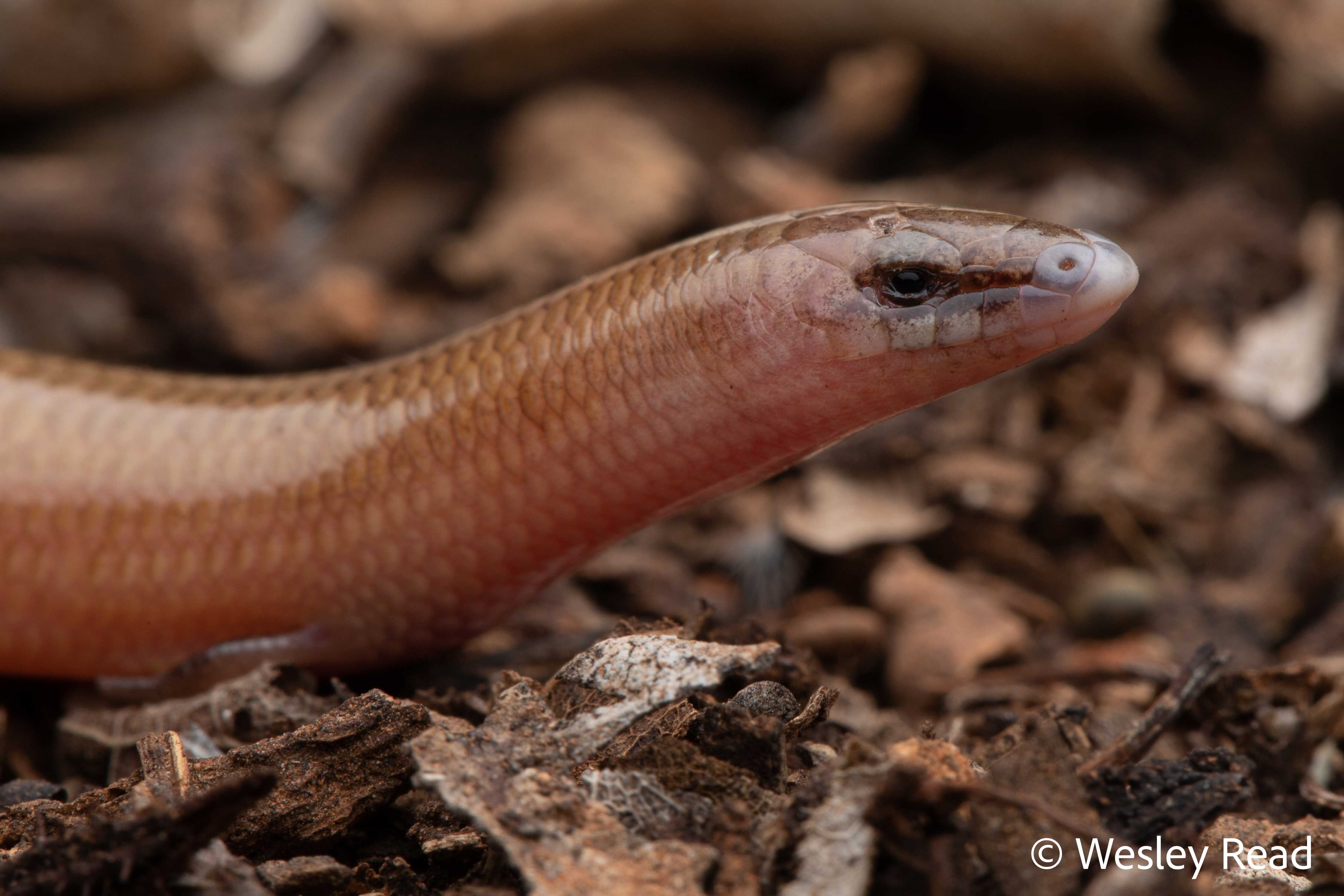 Lerista macropisthopus