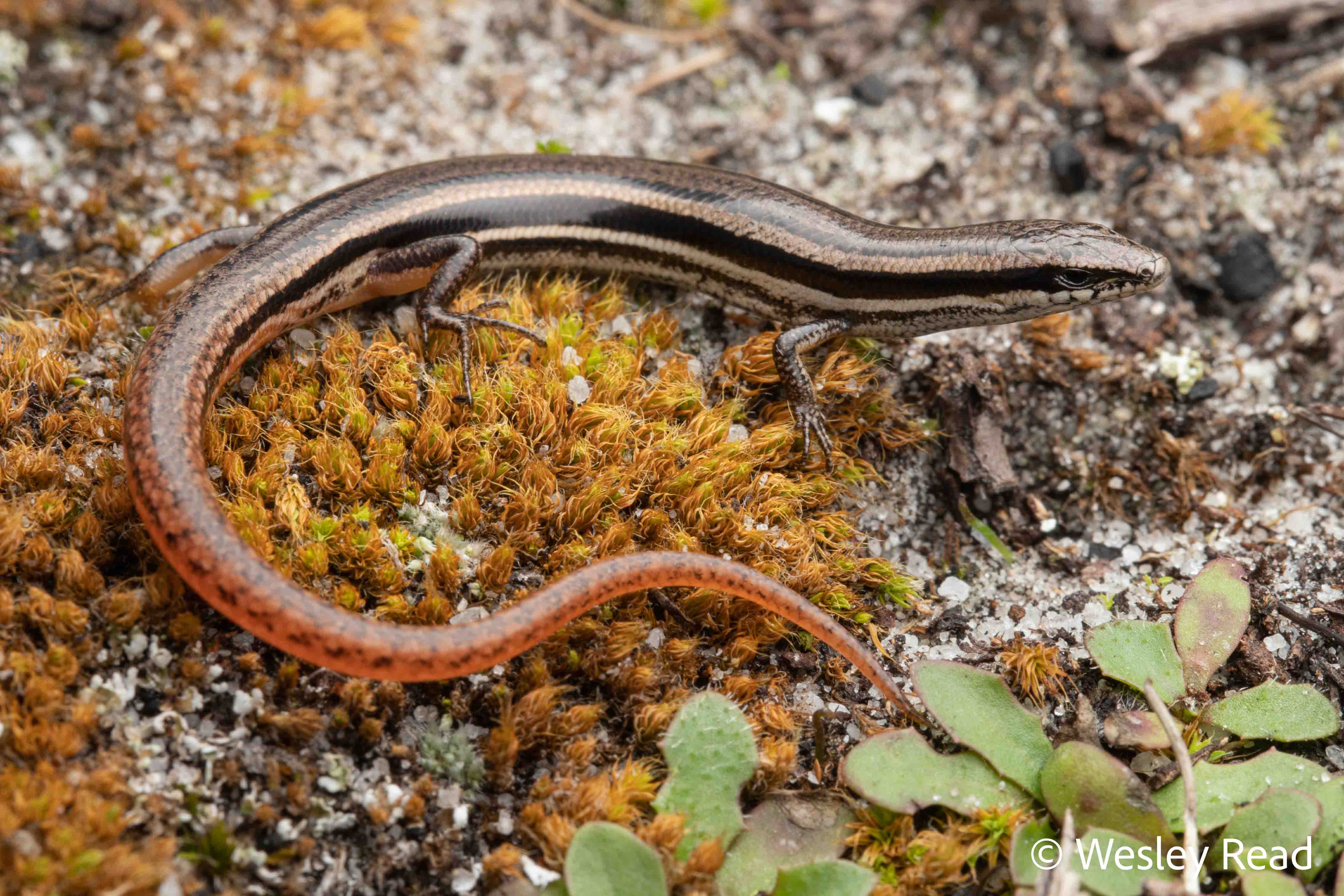 Lerista microtis