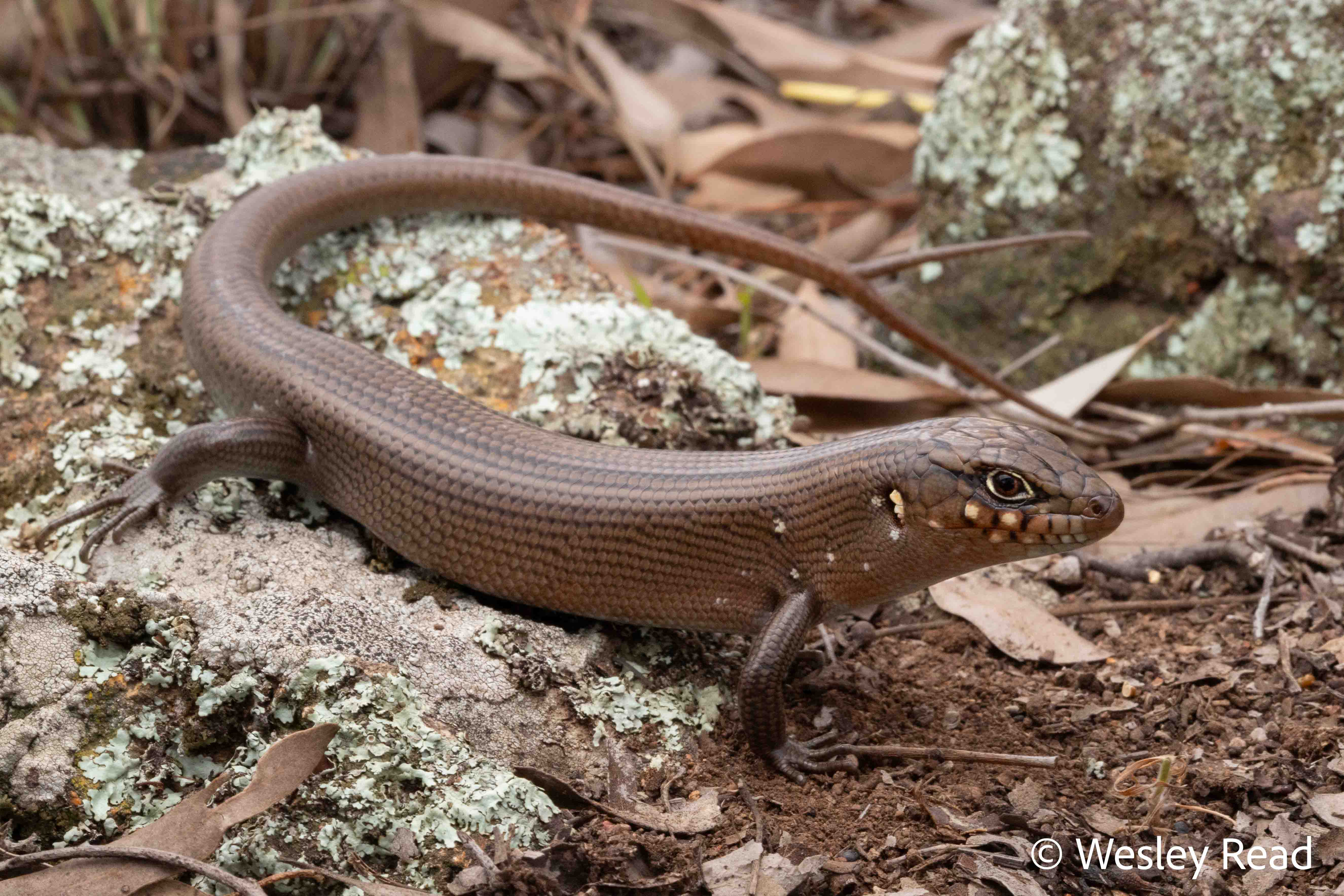 Liopholis modesta