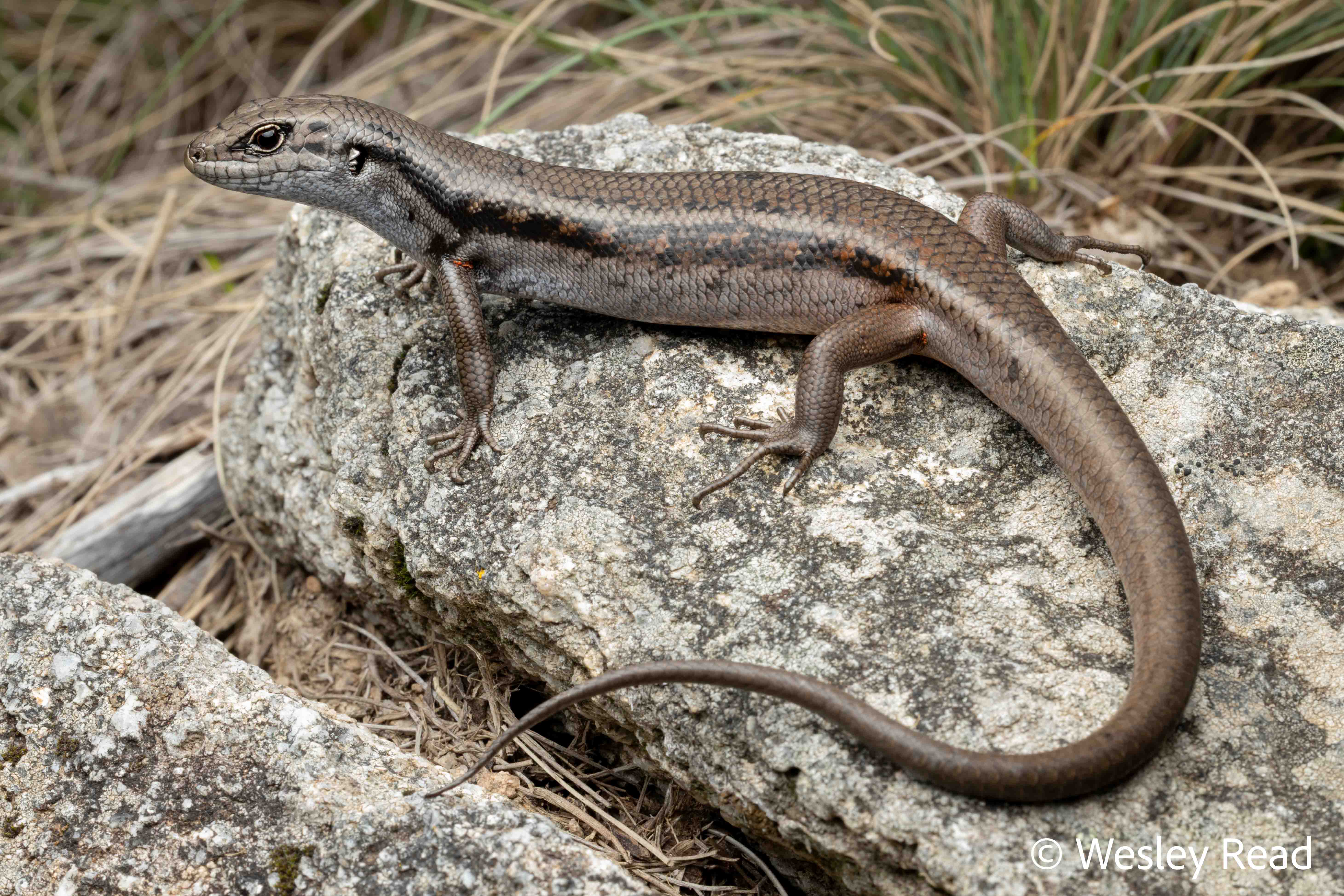 Liopholis montana