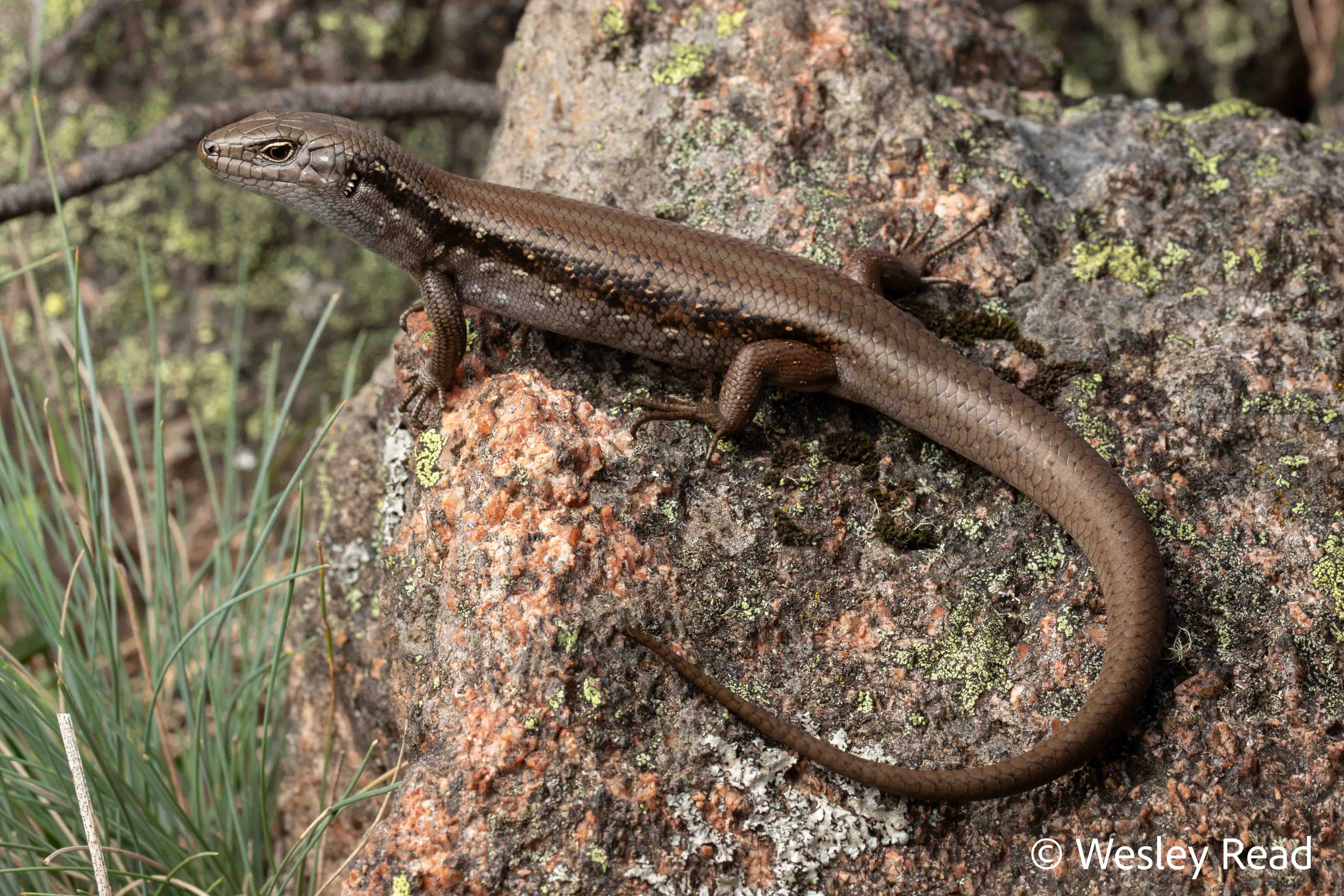 Liopholis montana