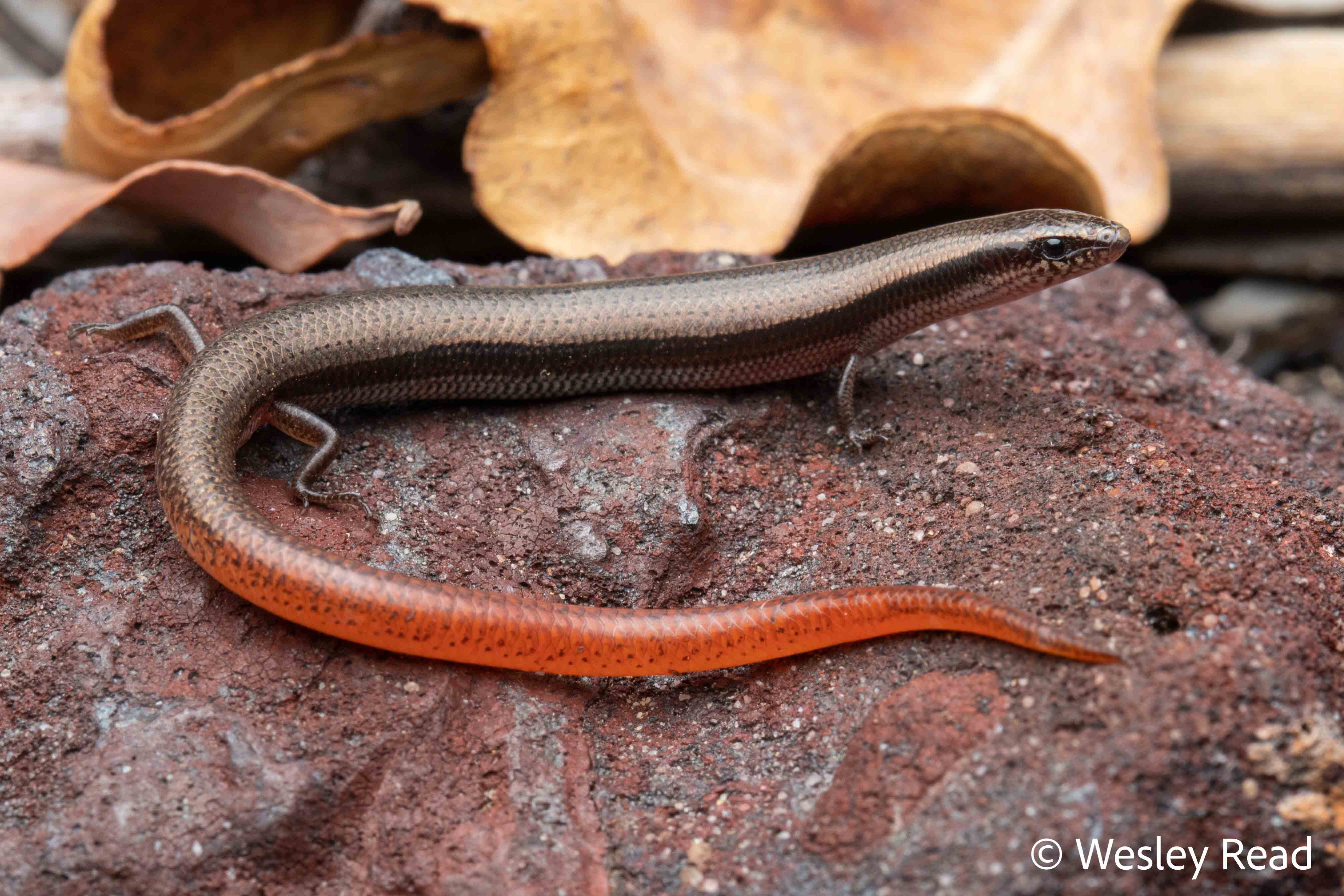 Lerista orientalis