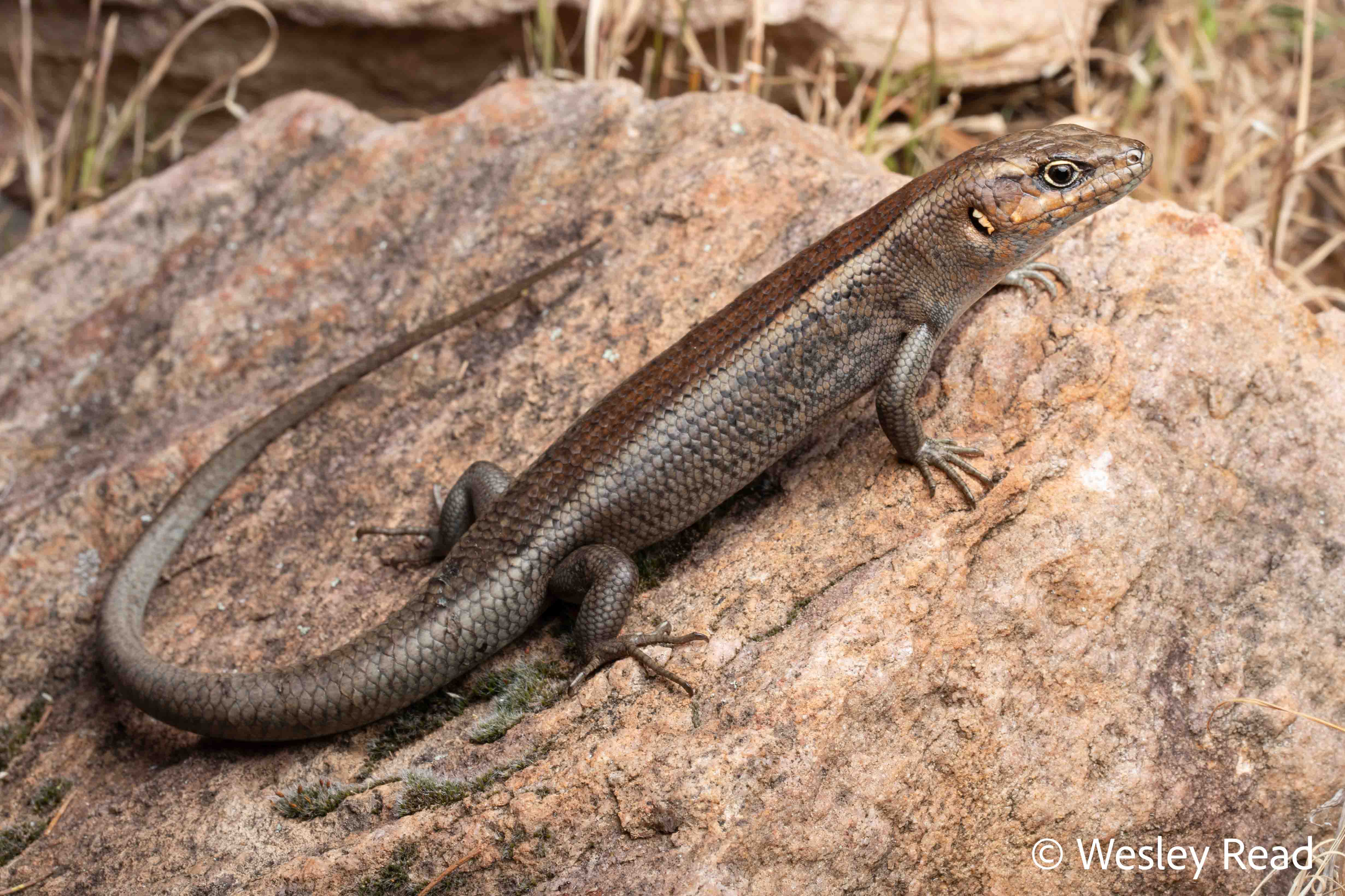 Liopholis personata