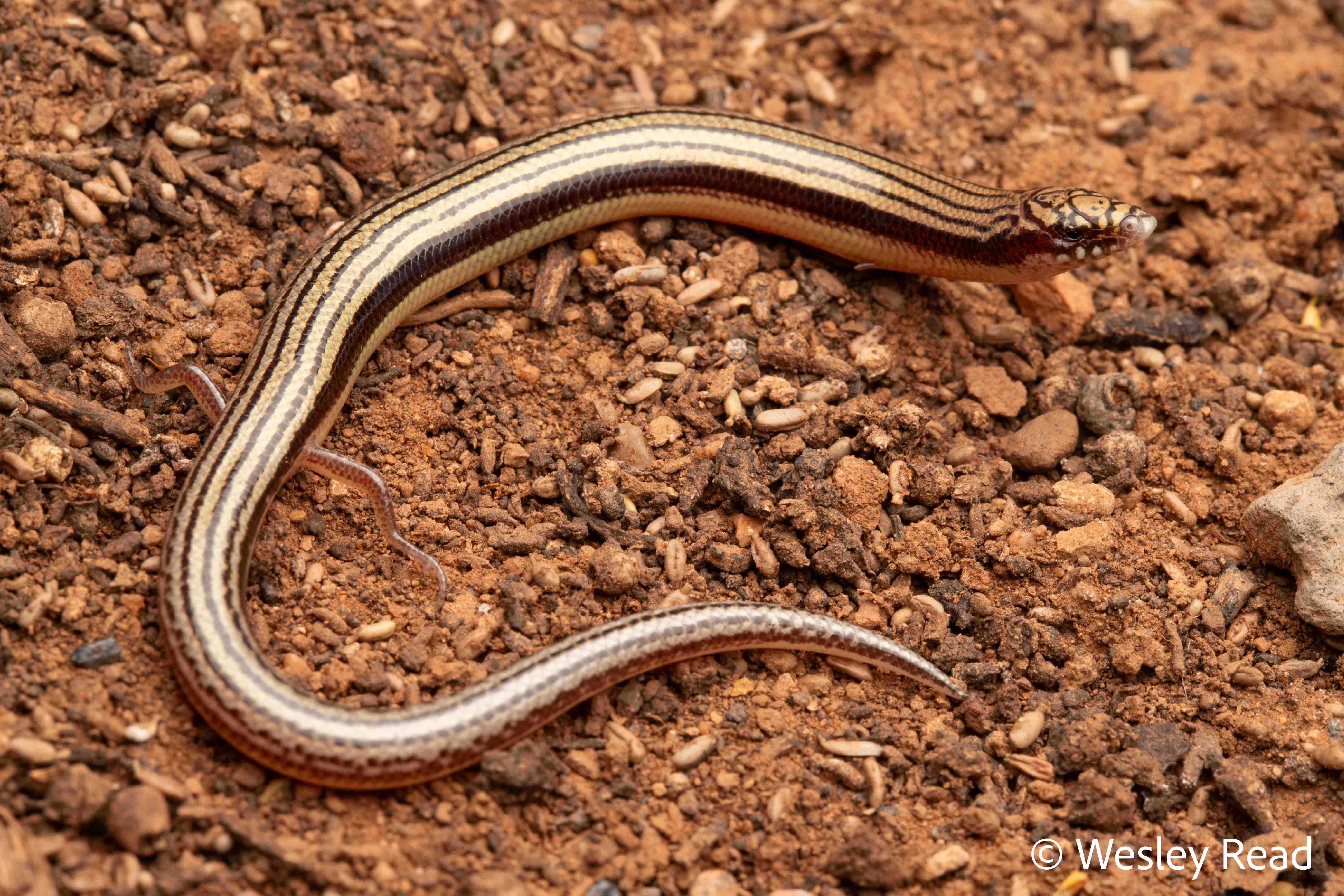 Lerista picturata