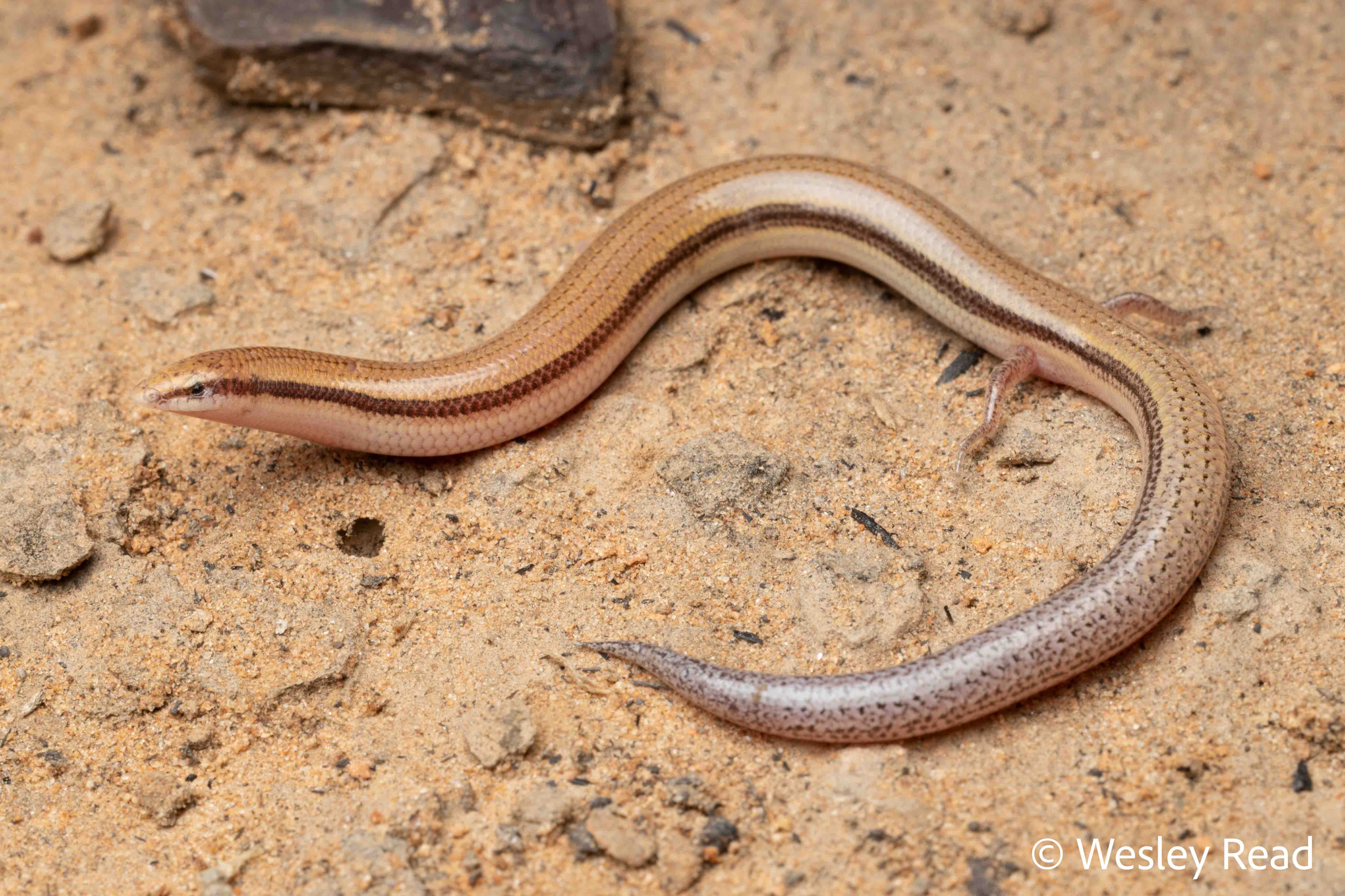 Lerista robusta