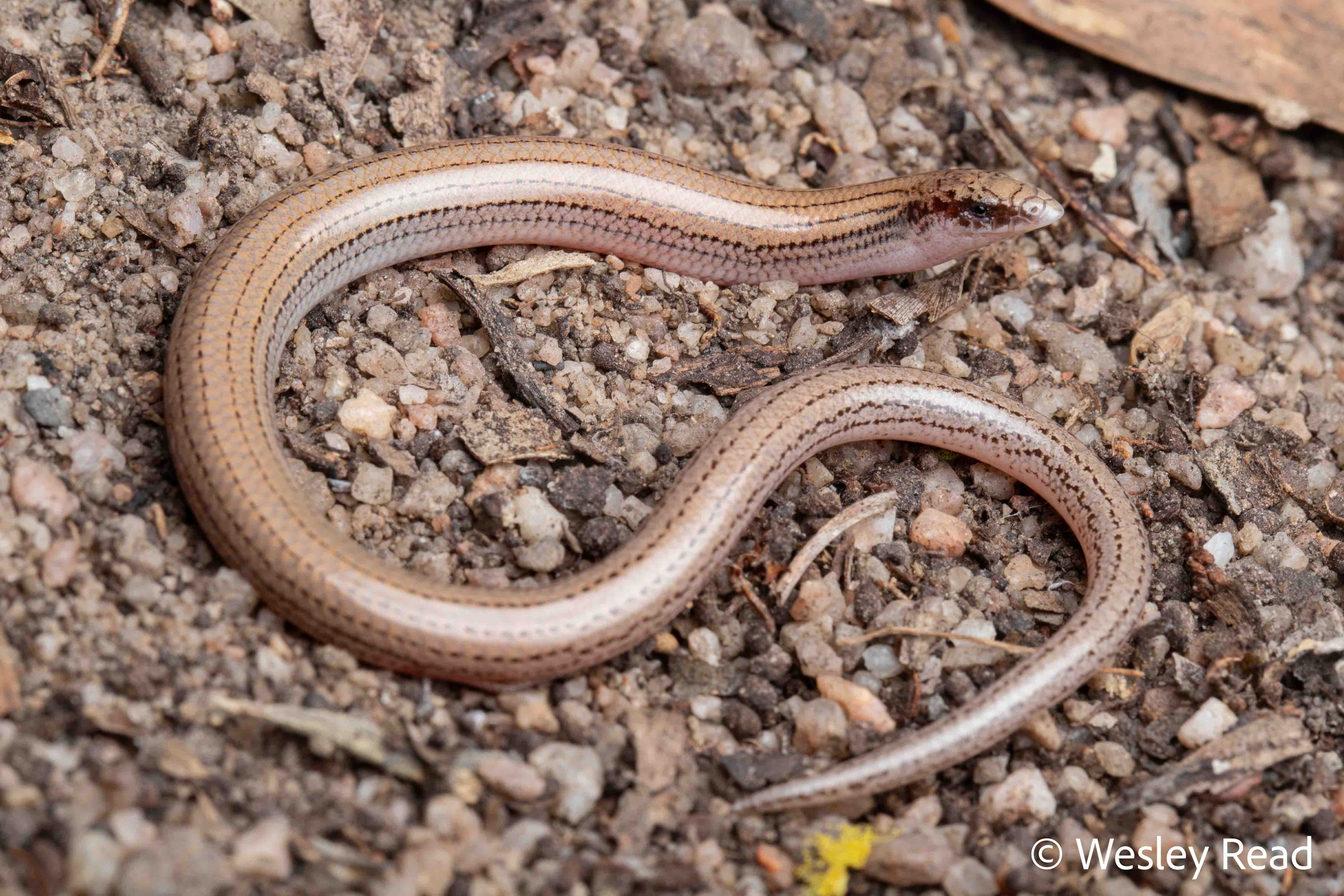 Lerista rochfordensis