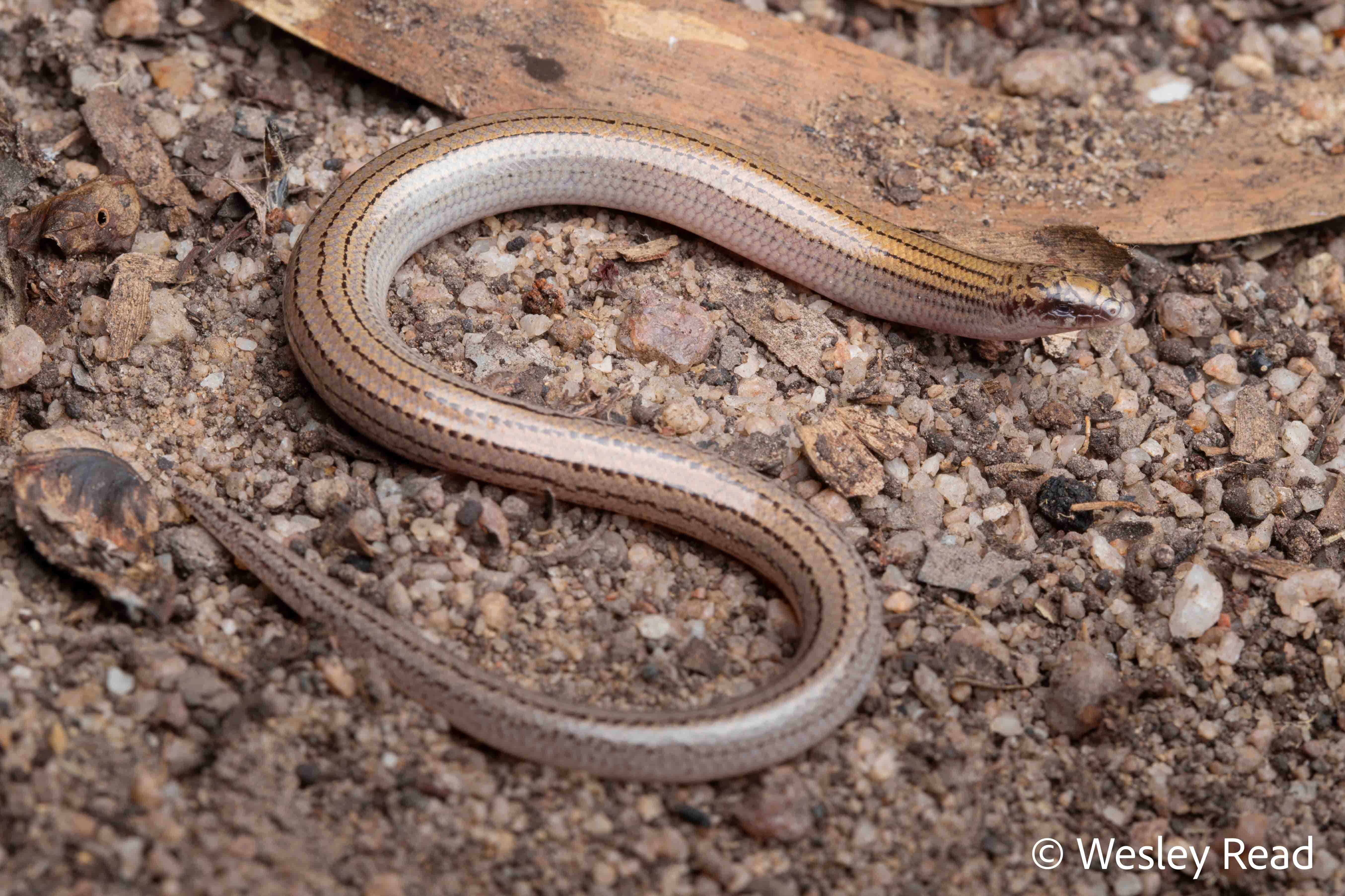 Lerista rochfordensis