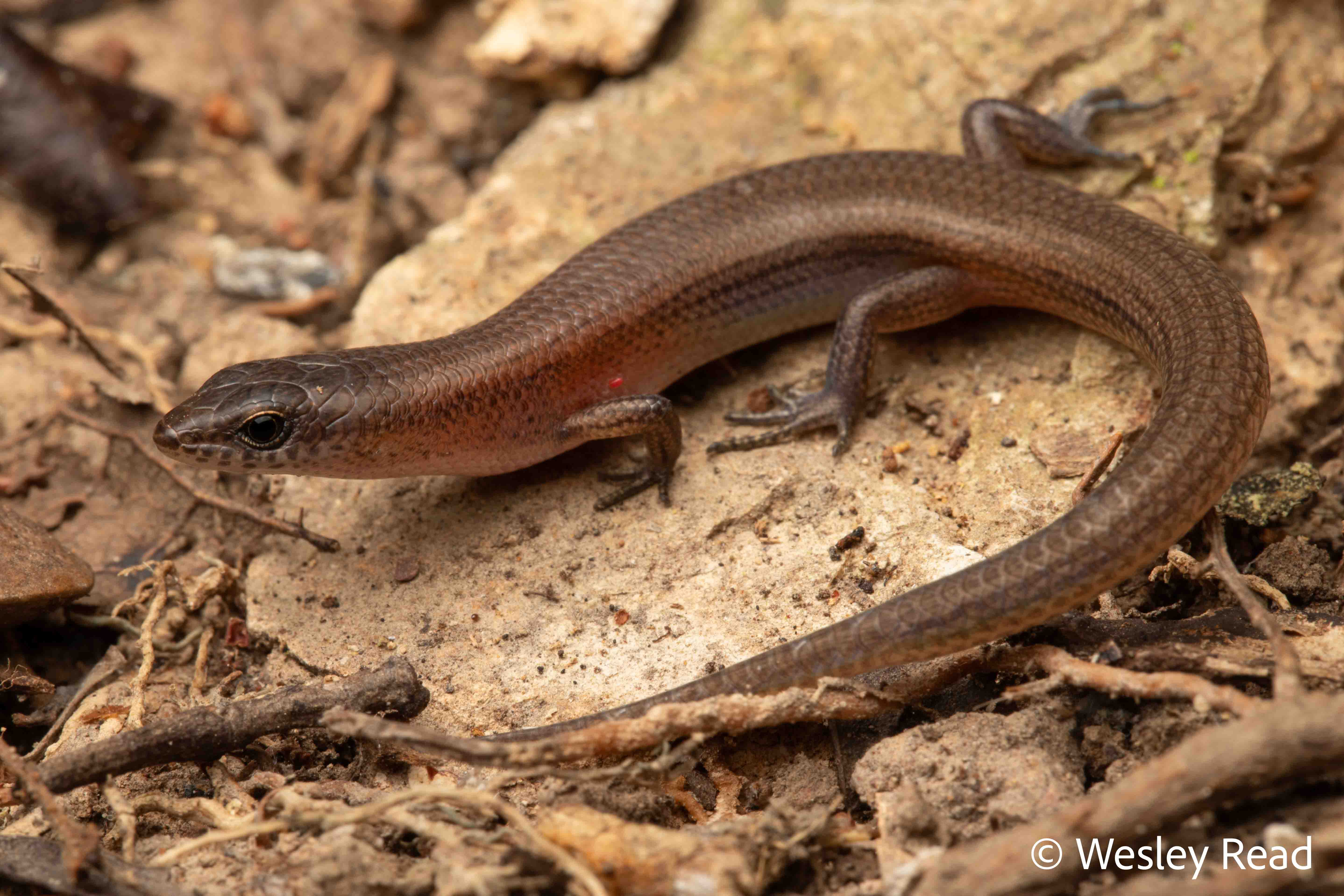 Lygisaurus sesbrauna