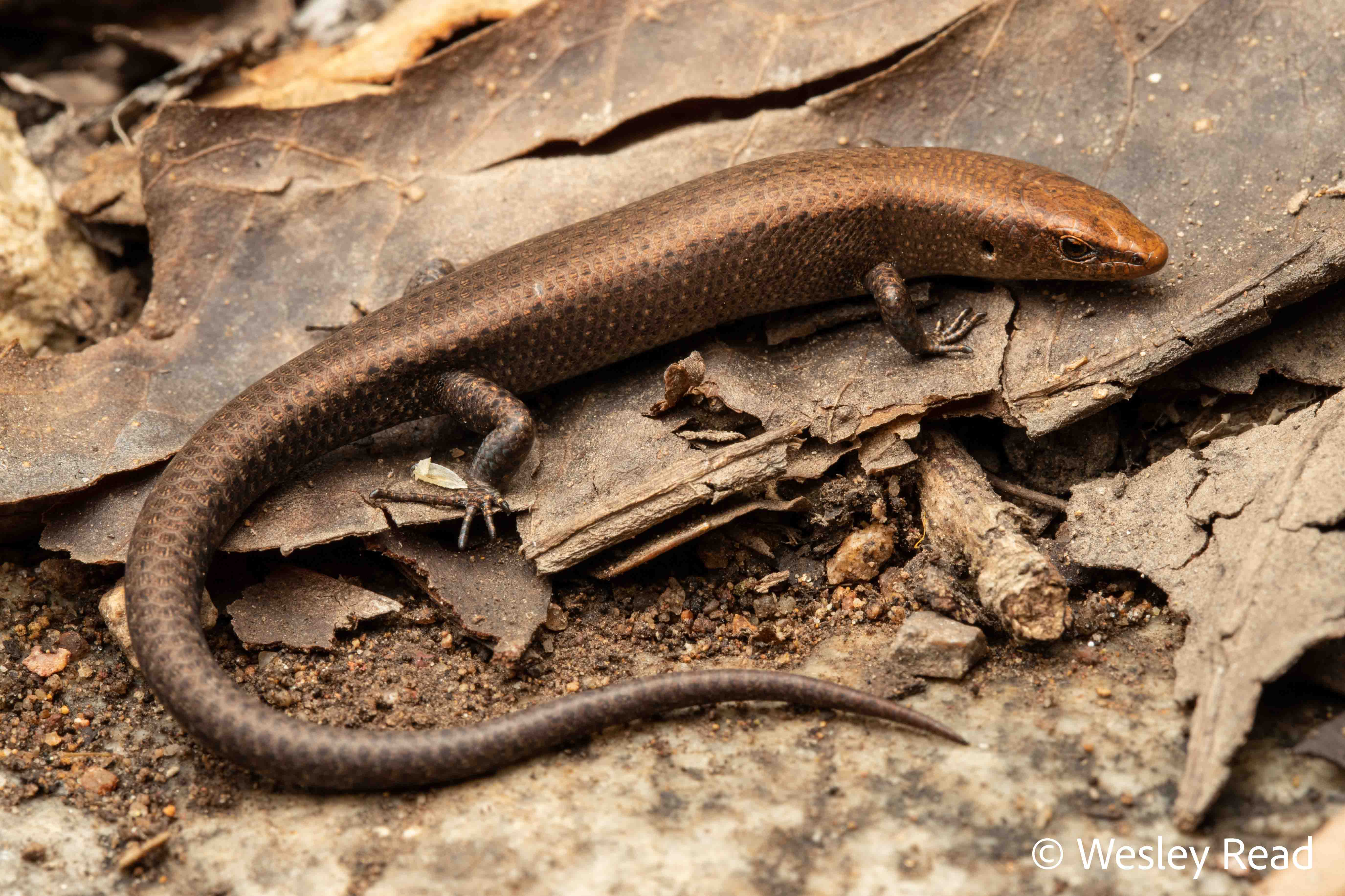 Lampropholis similis