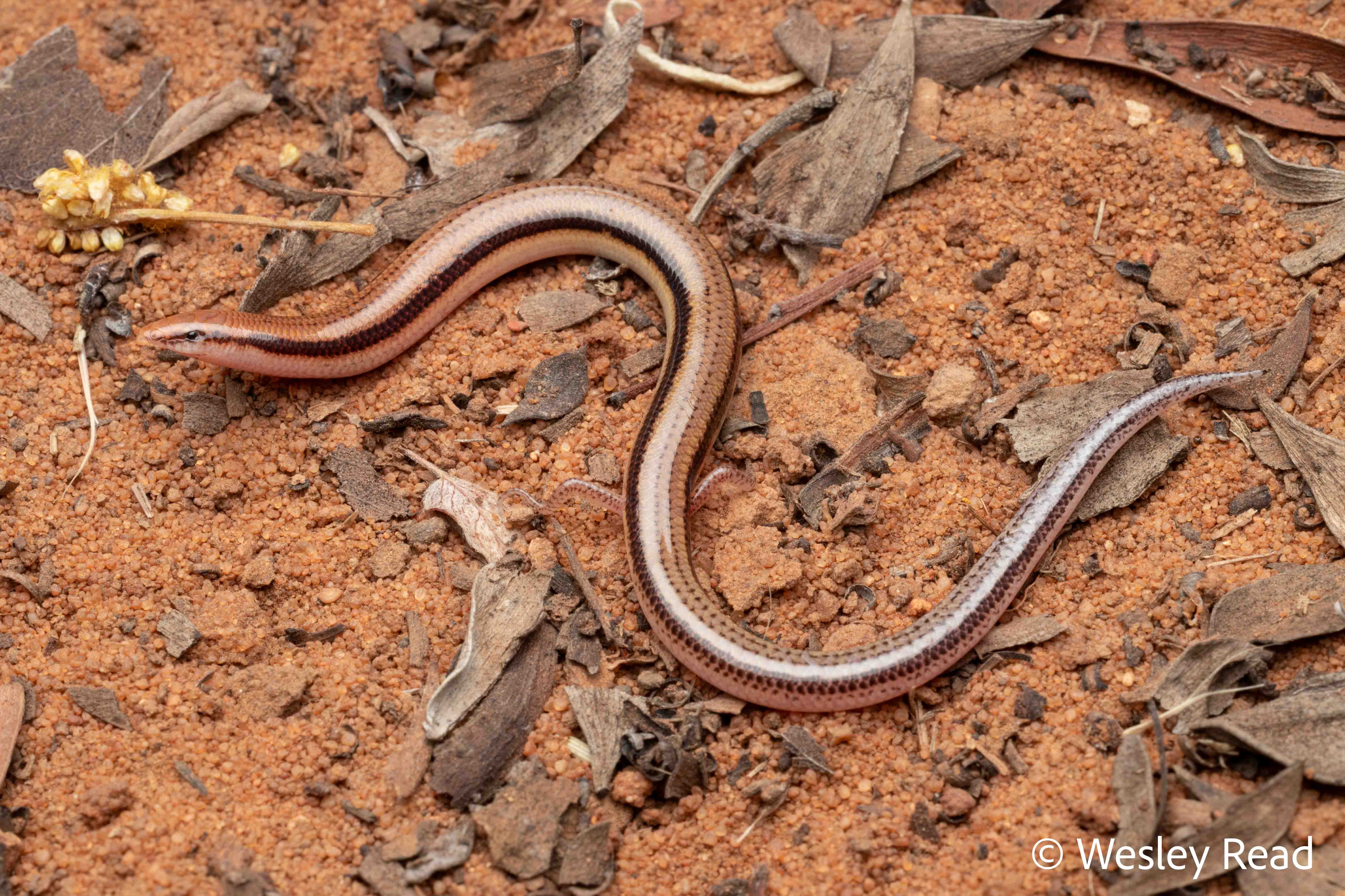 Lerista simillima
