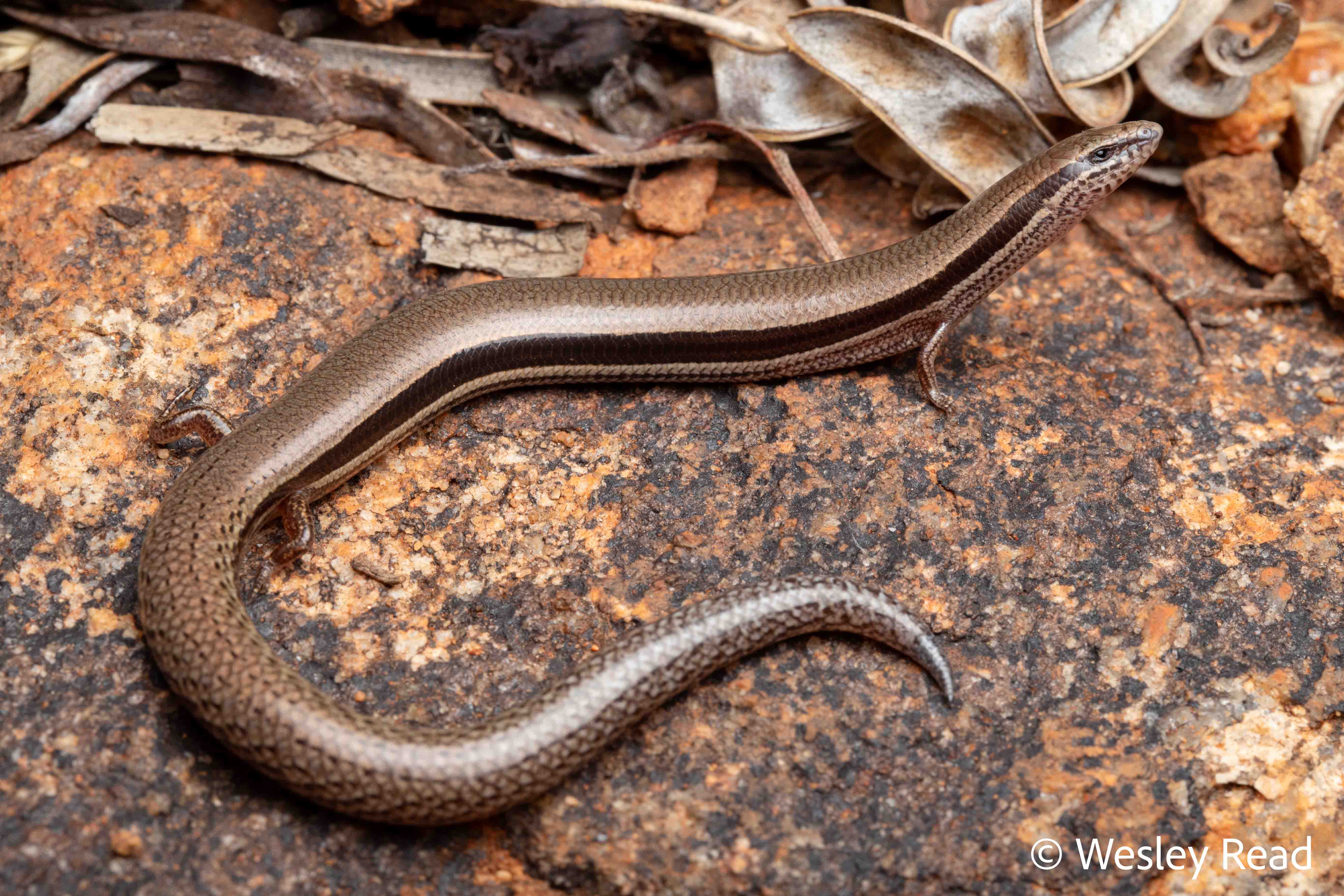 Lerista speciosa