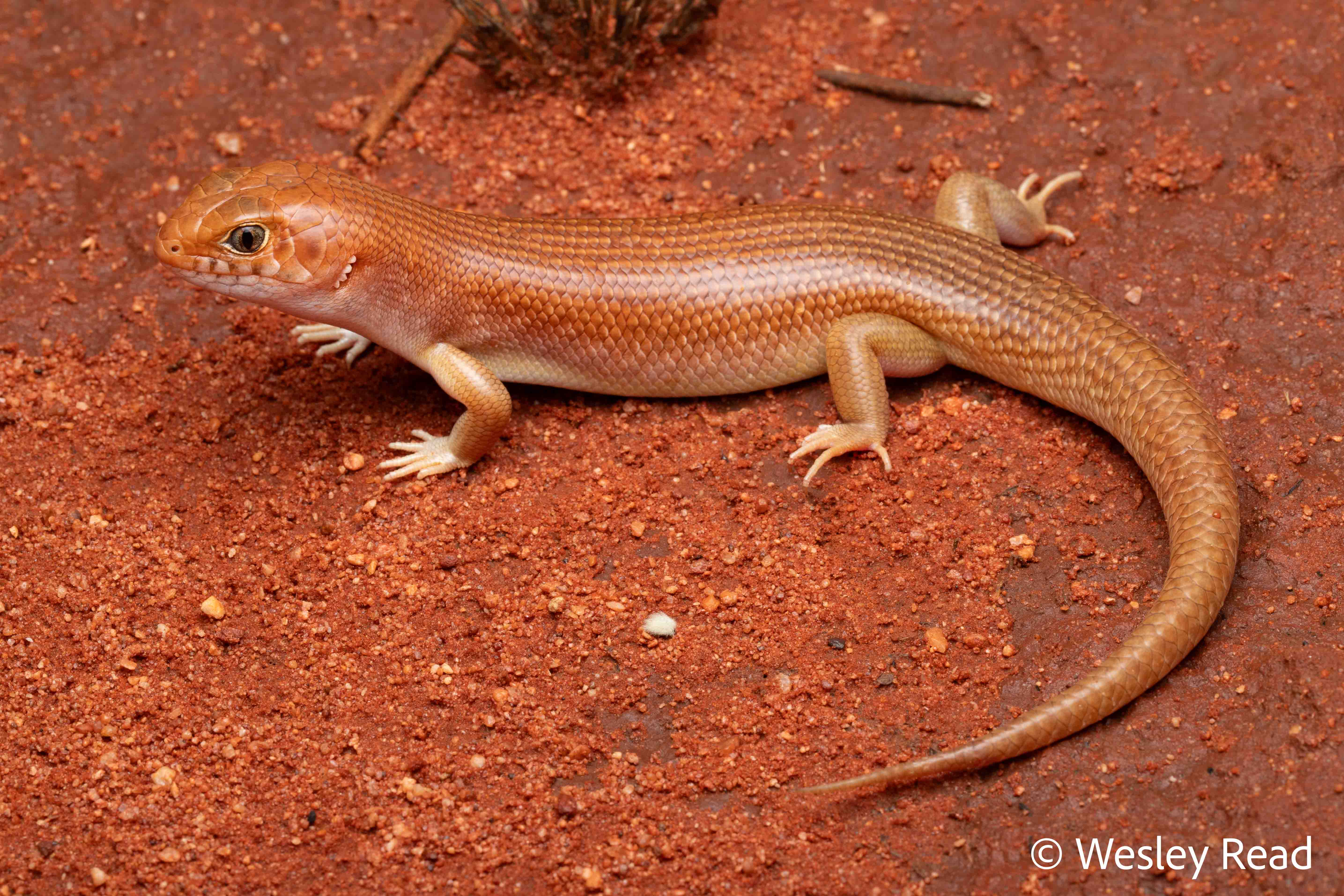Liopholis striata
