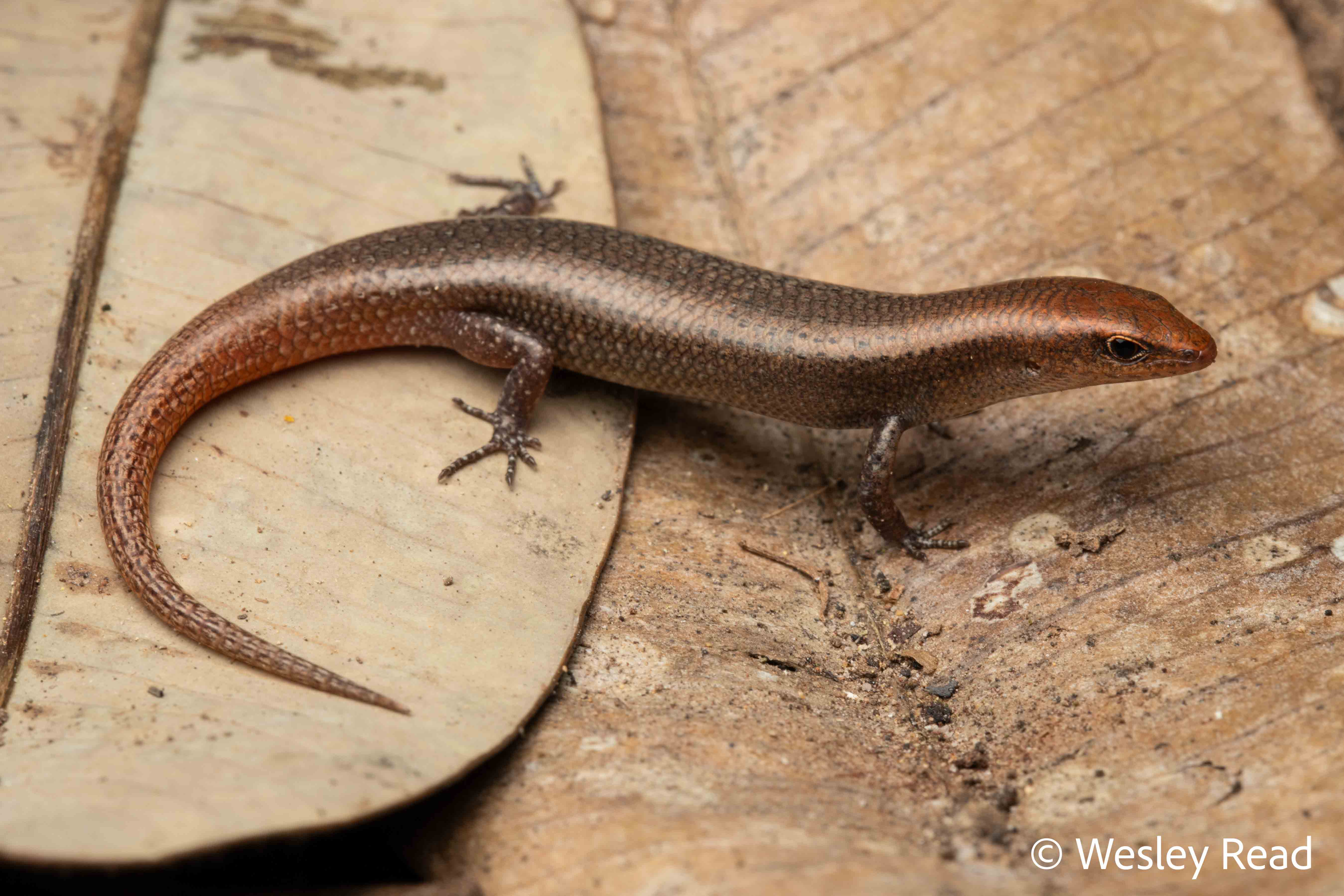 Lygisaurus tanneri