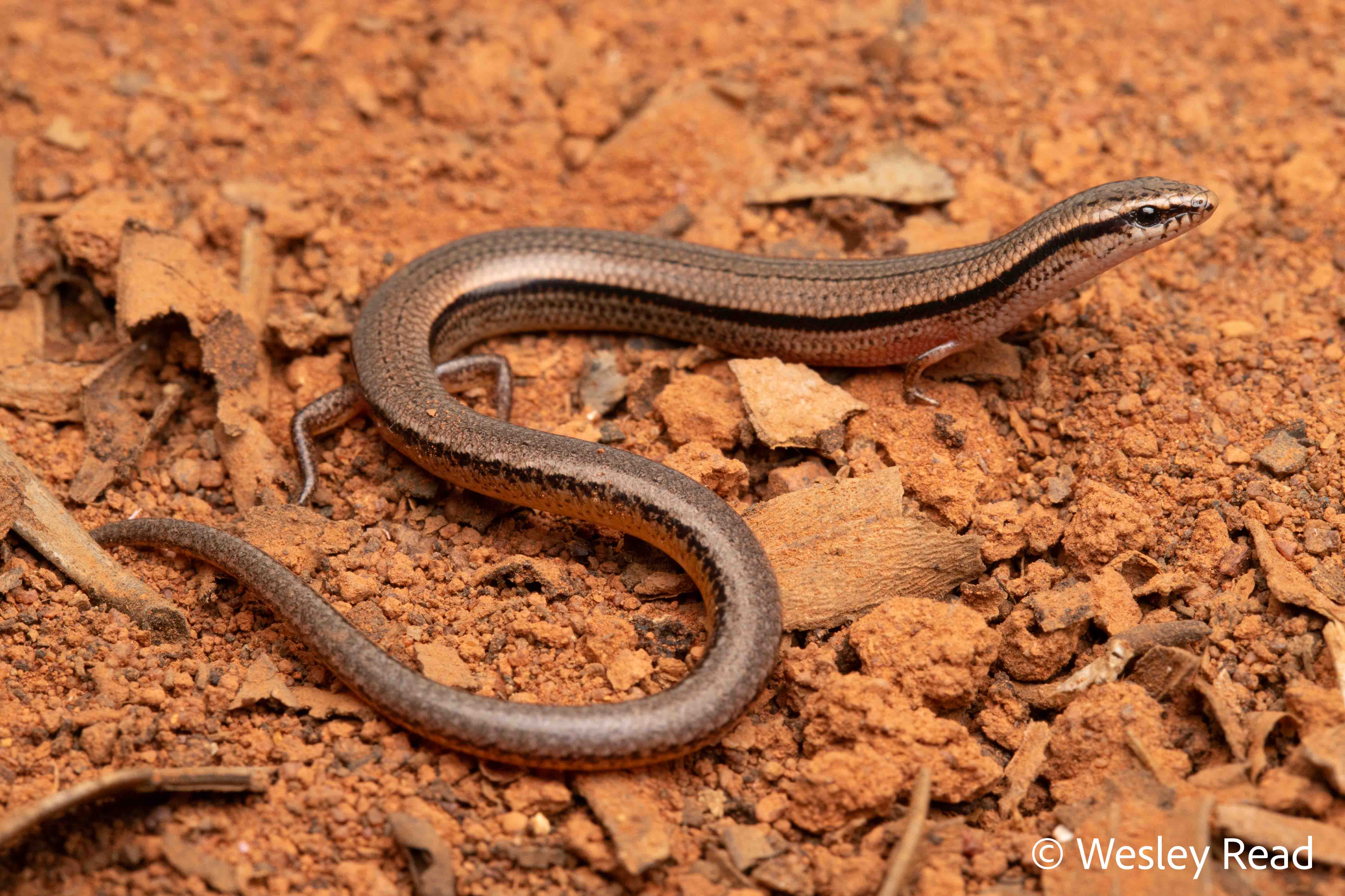 Lerista timida