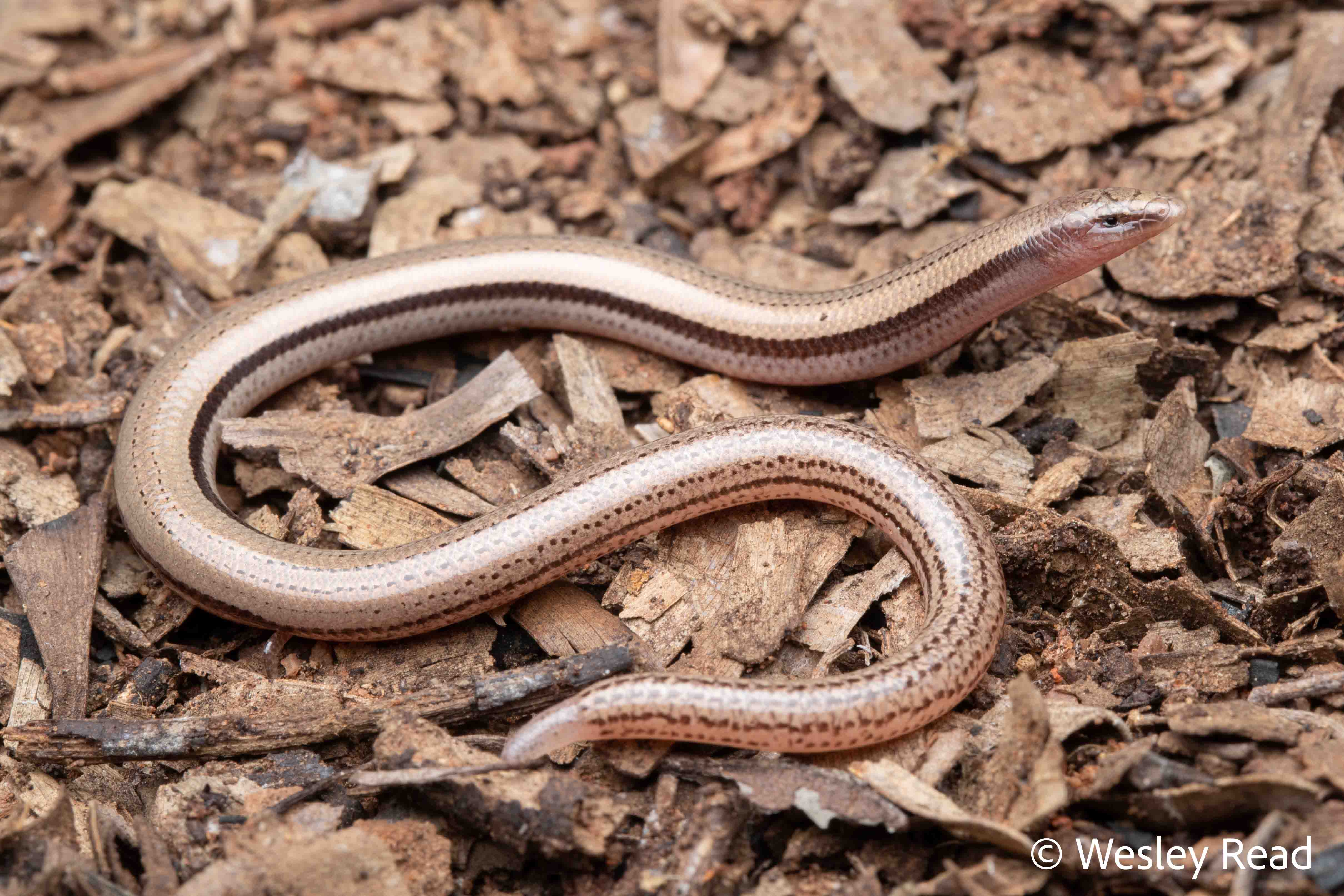 Lerista vittata