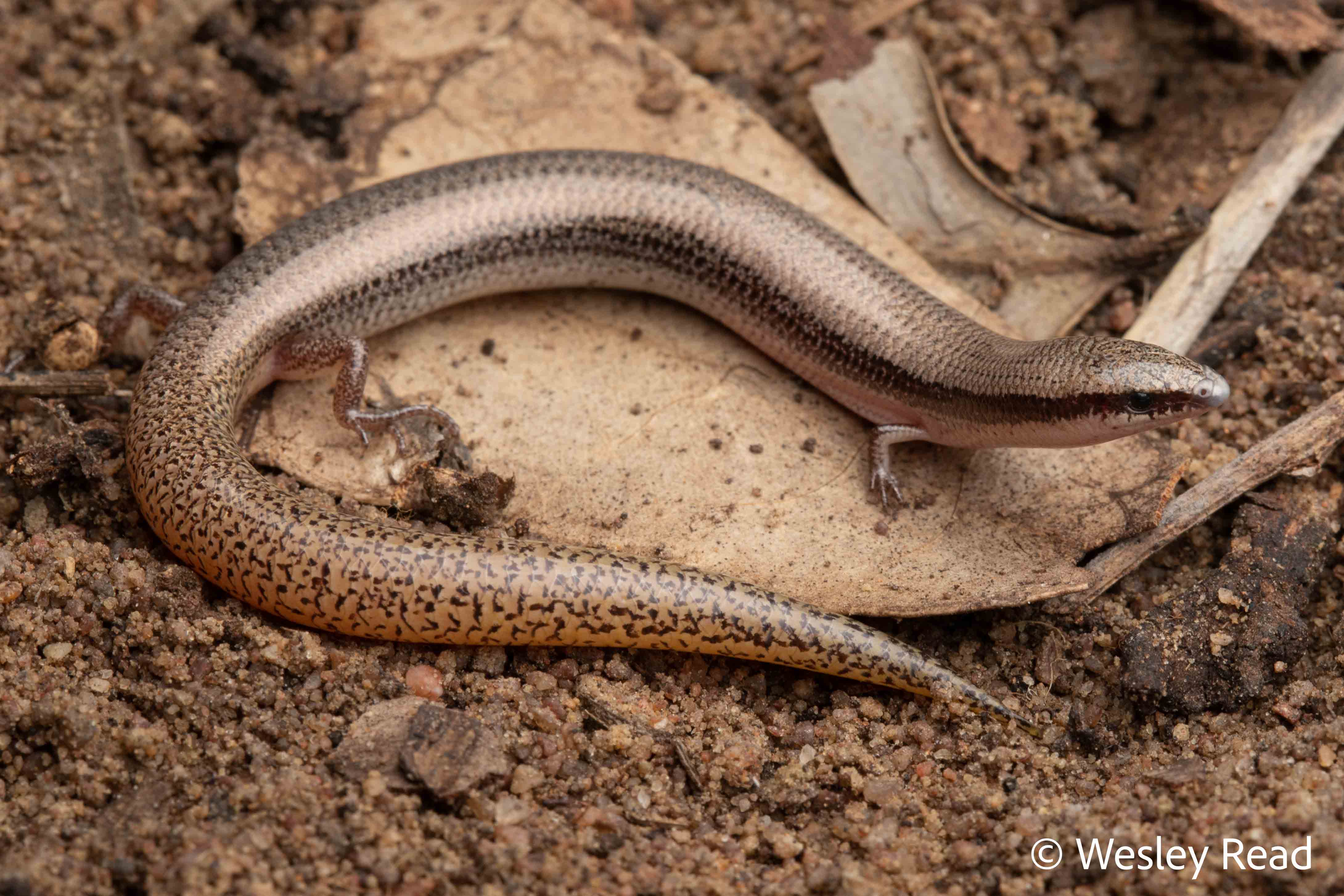 Lerista zonulata