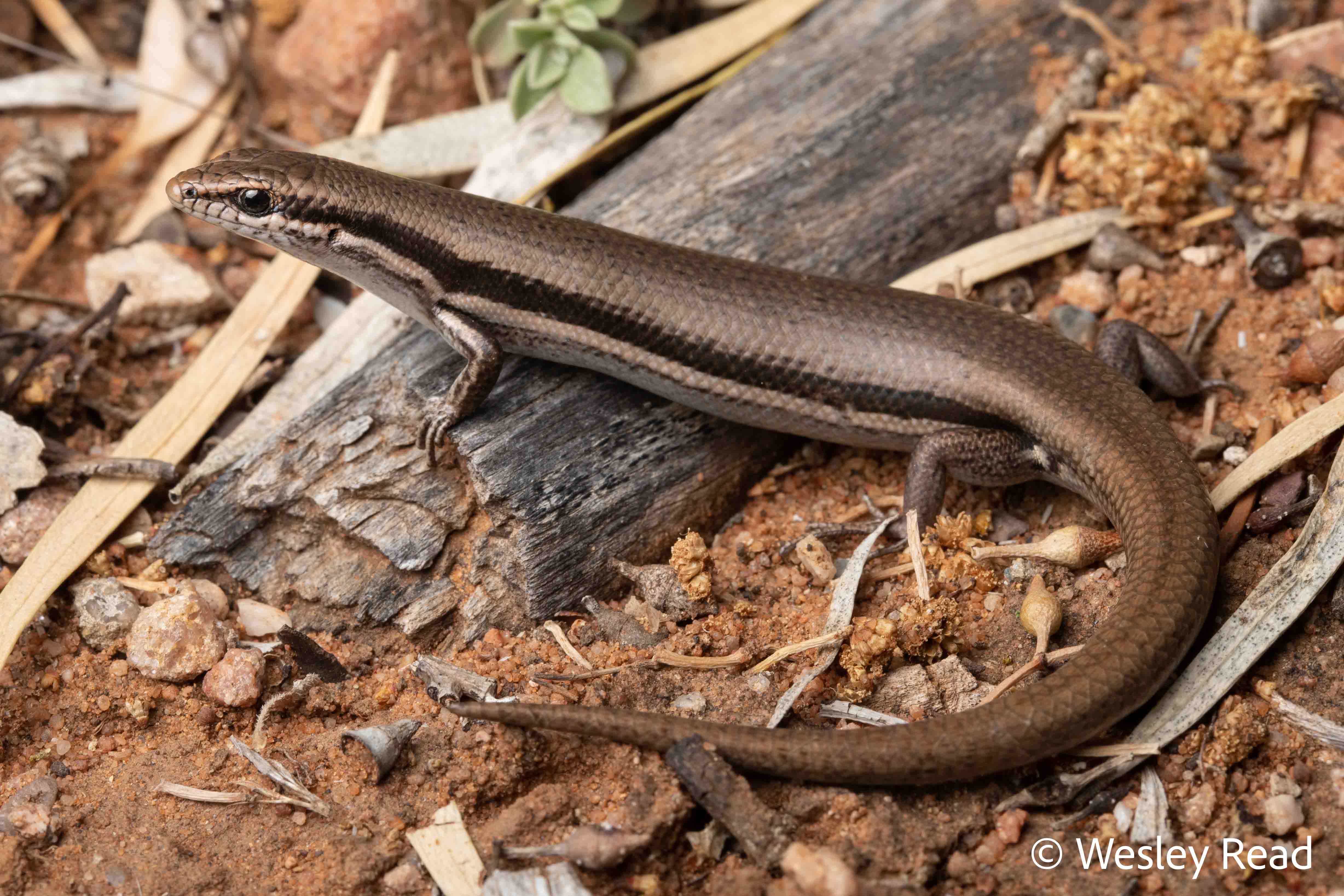 Morethia boulengeri