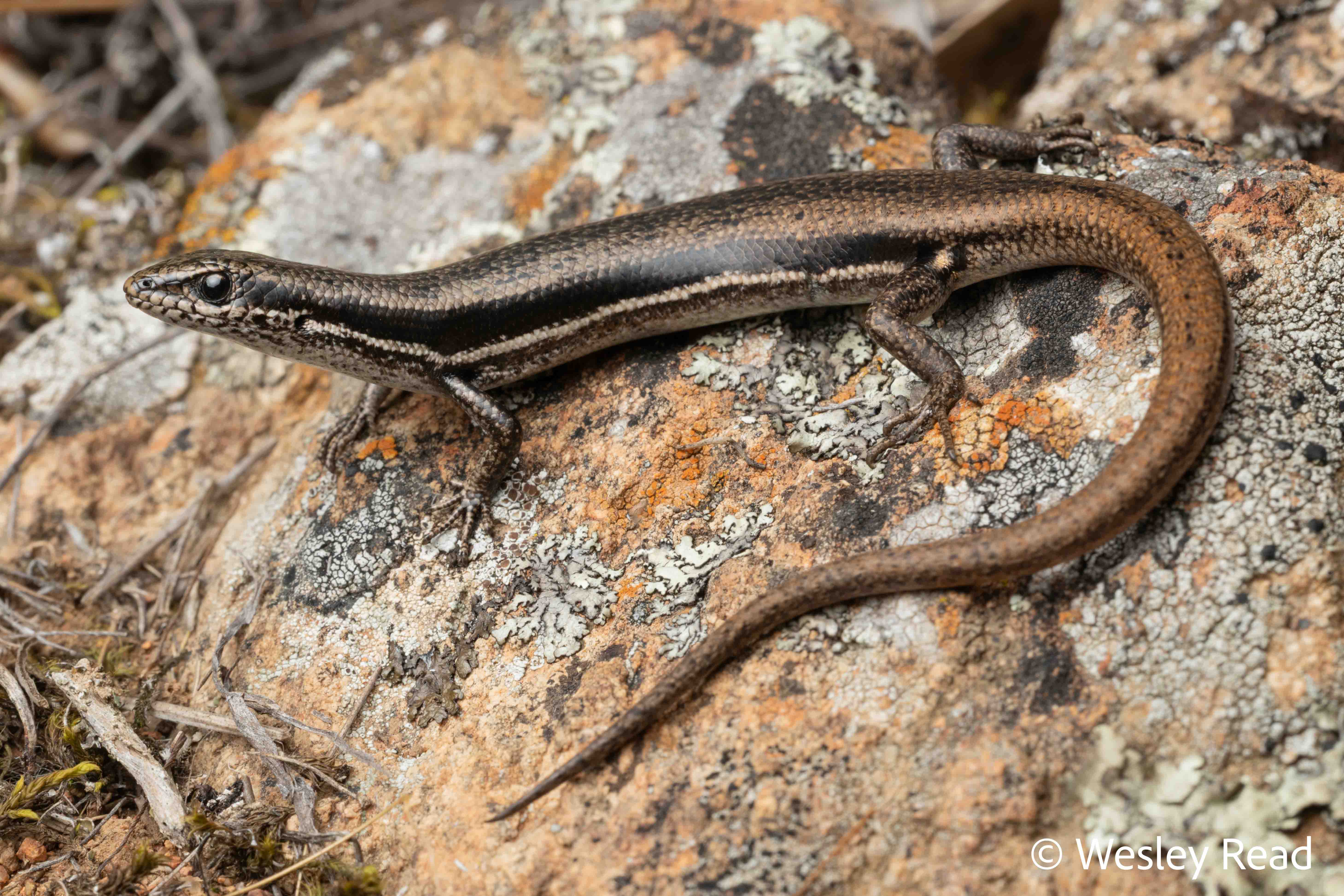 Morethia boulengeri
