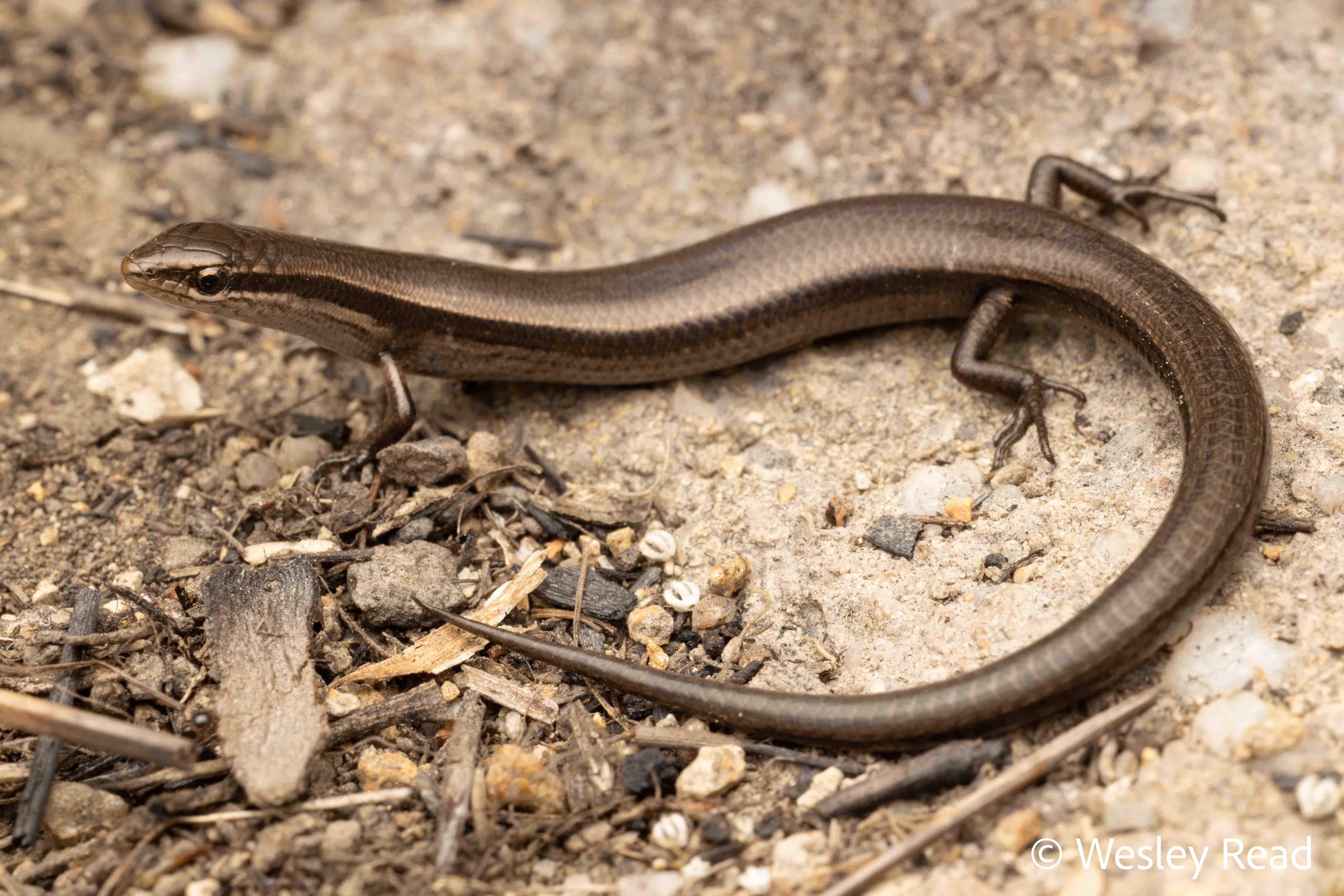Menetia greyii