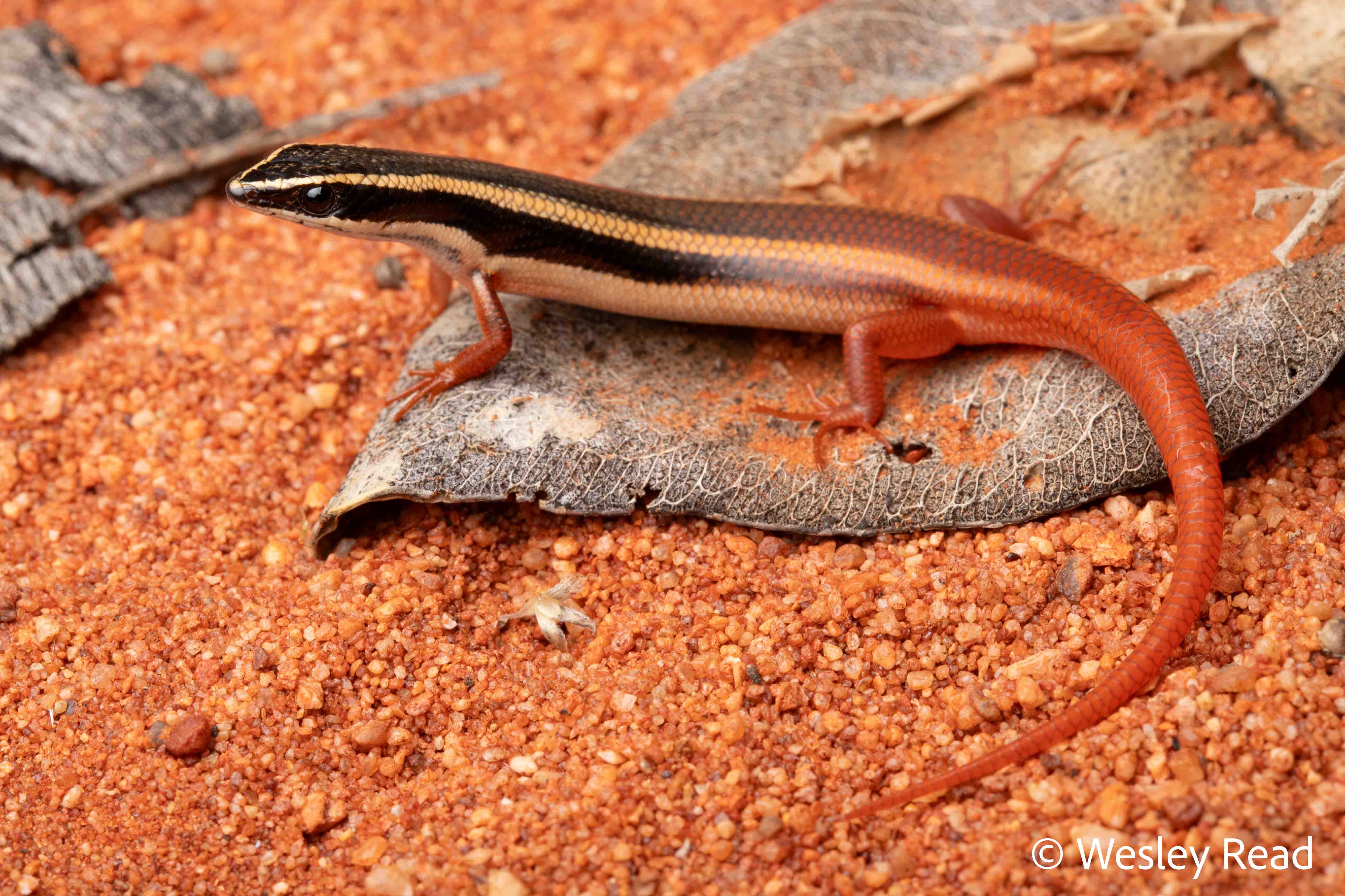 Morethia ruficauda