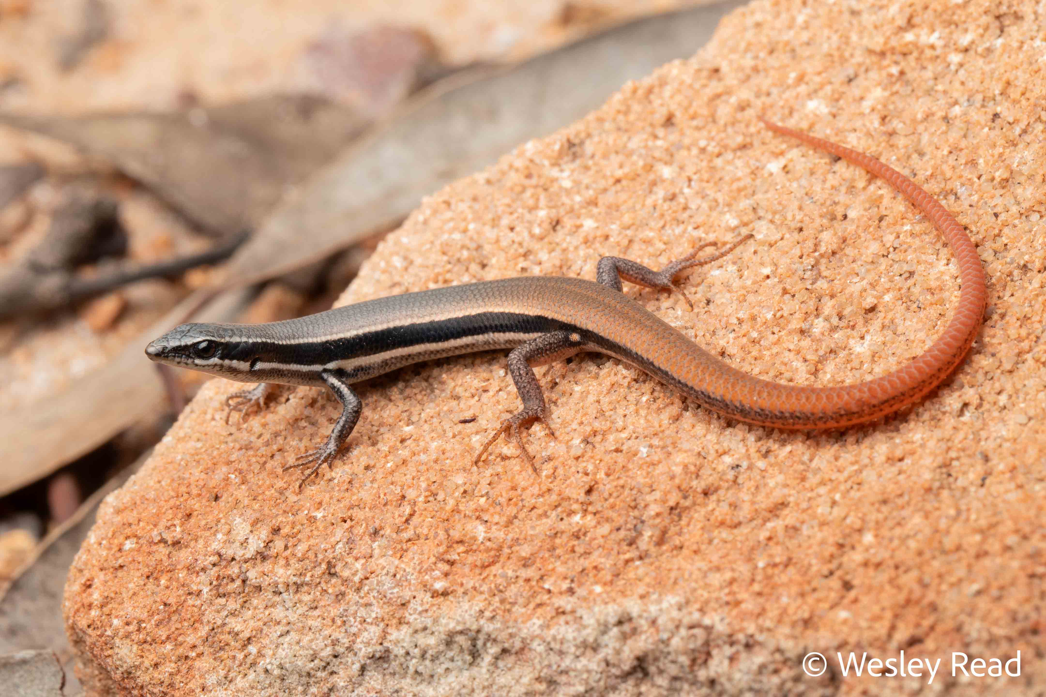 Morethia taeniopleura