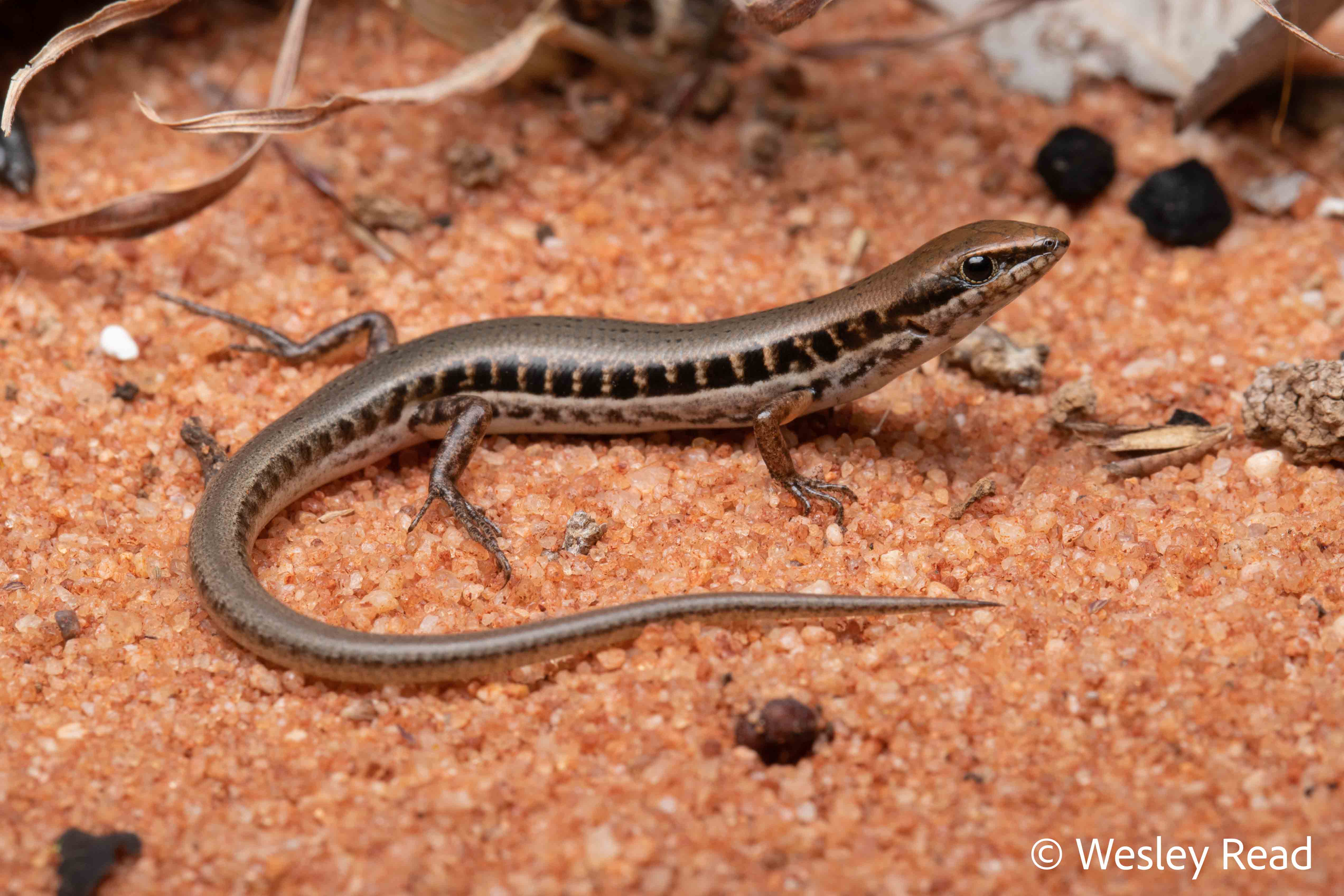 Notoscincus ornatus