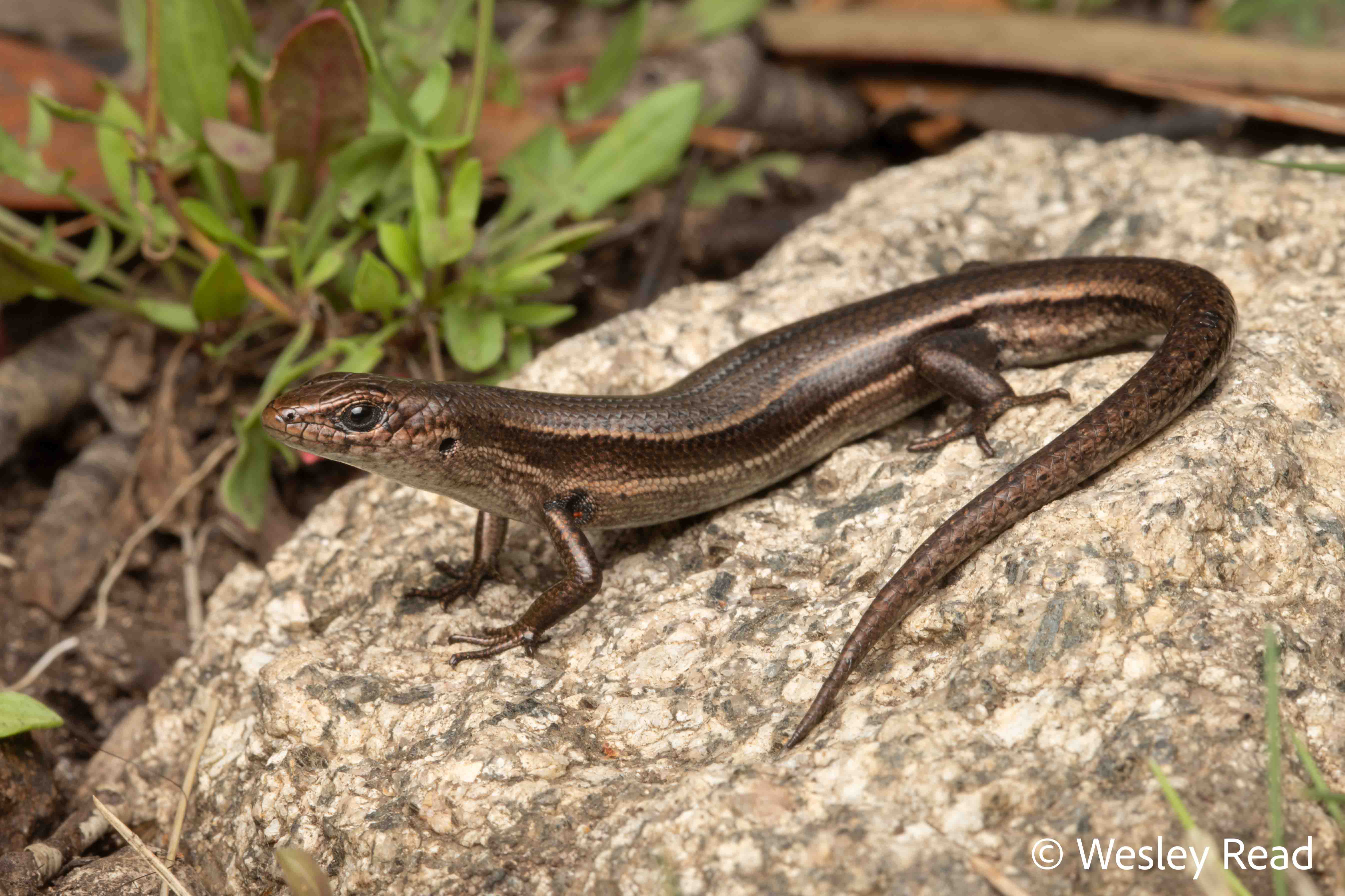 Pseudemoia cryodroma