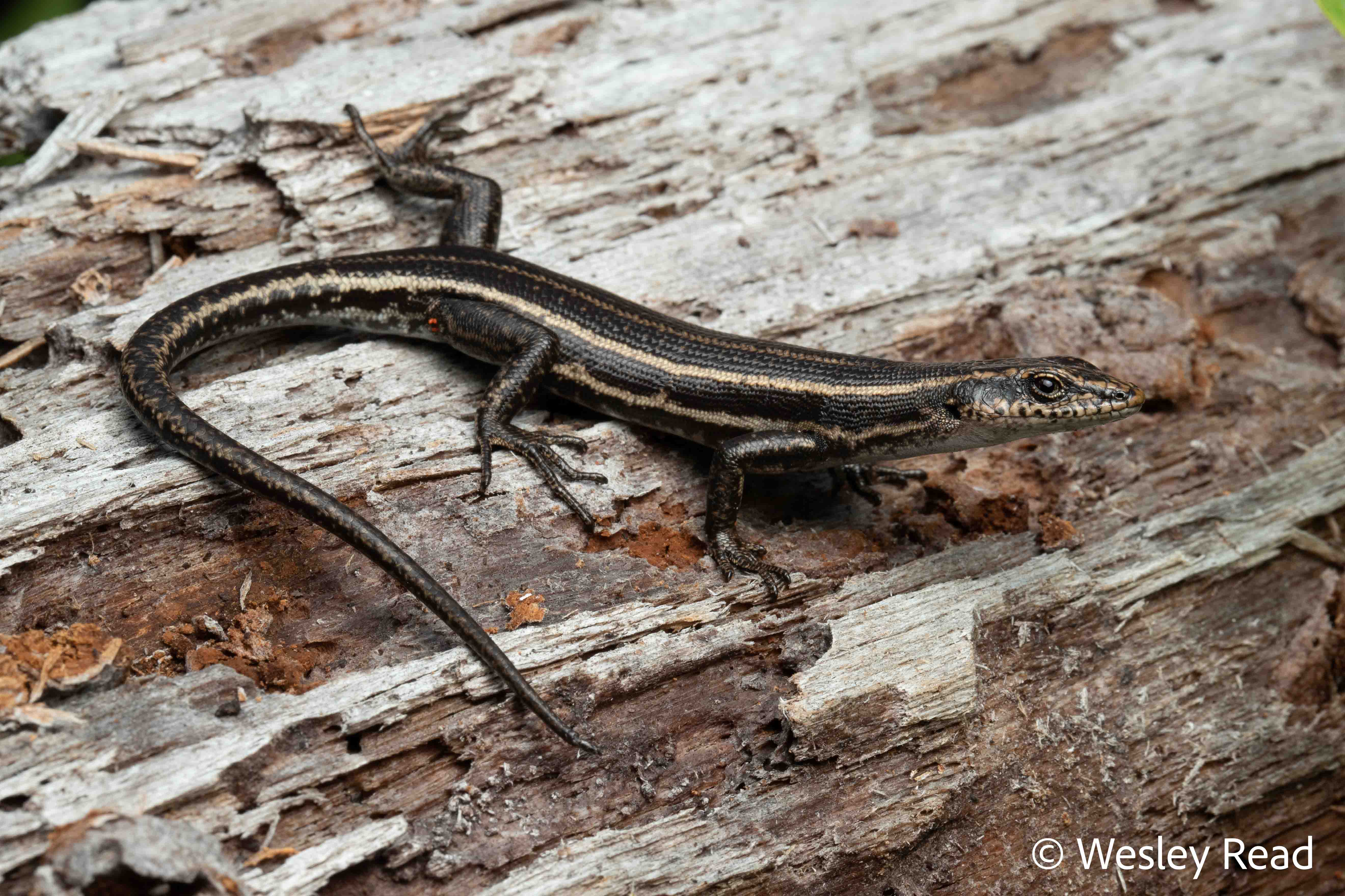 Pseudemoia spenceri