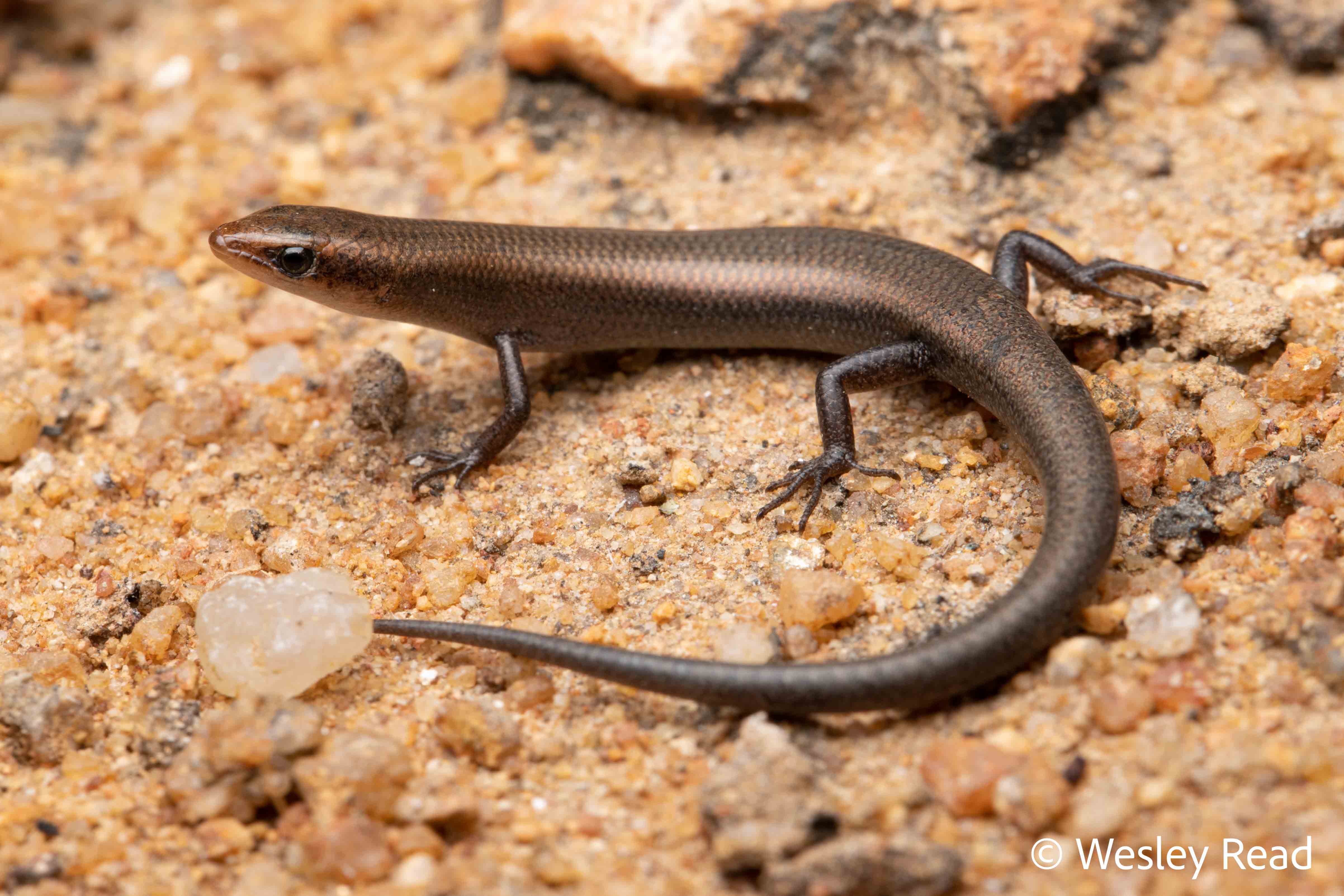 Proablepharus tenuis