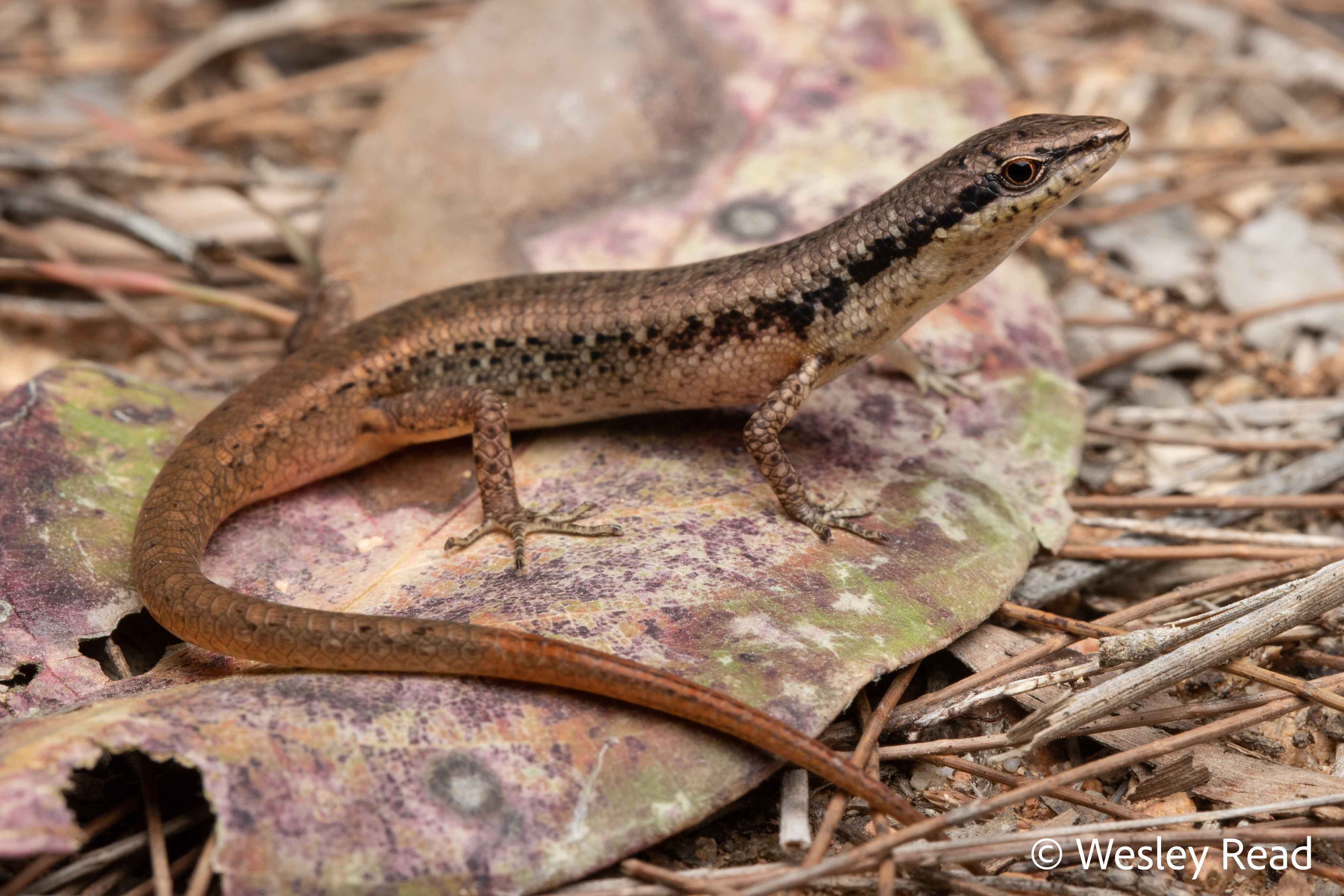 Saproscincus basiliscus