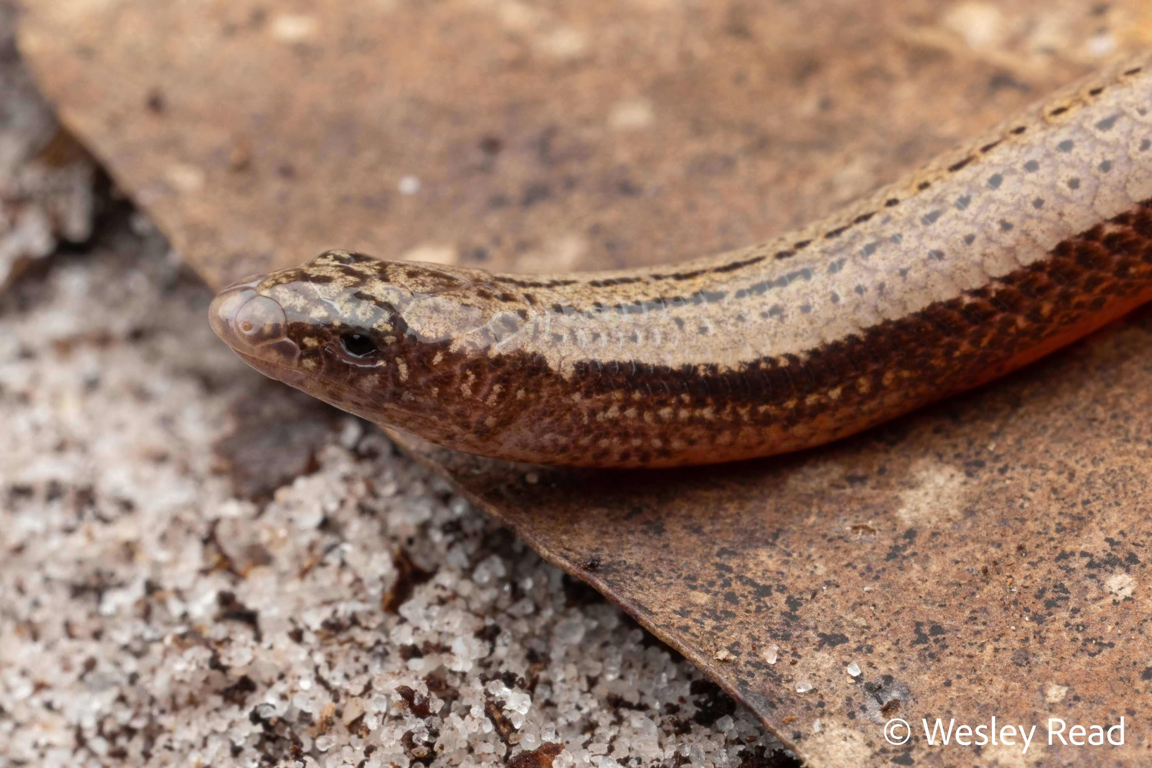 Saiphos cooloolensis