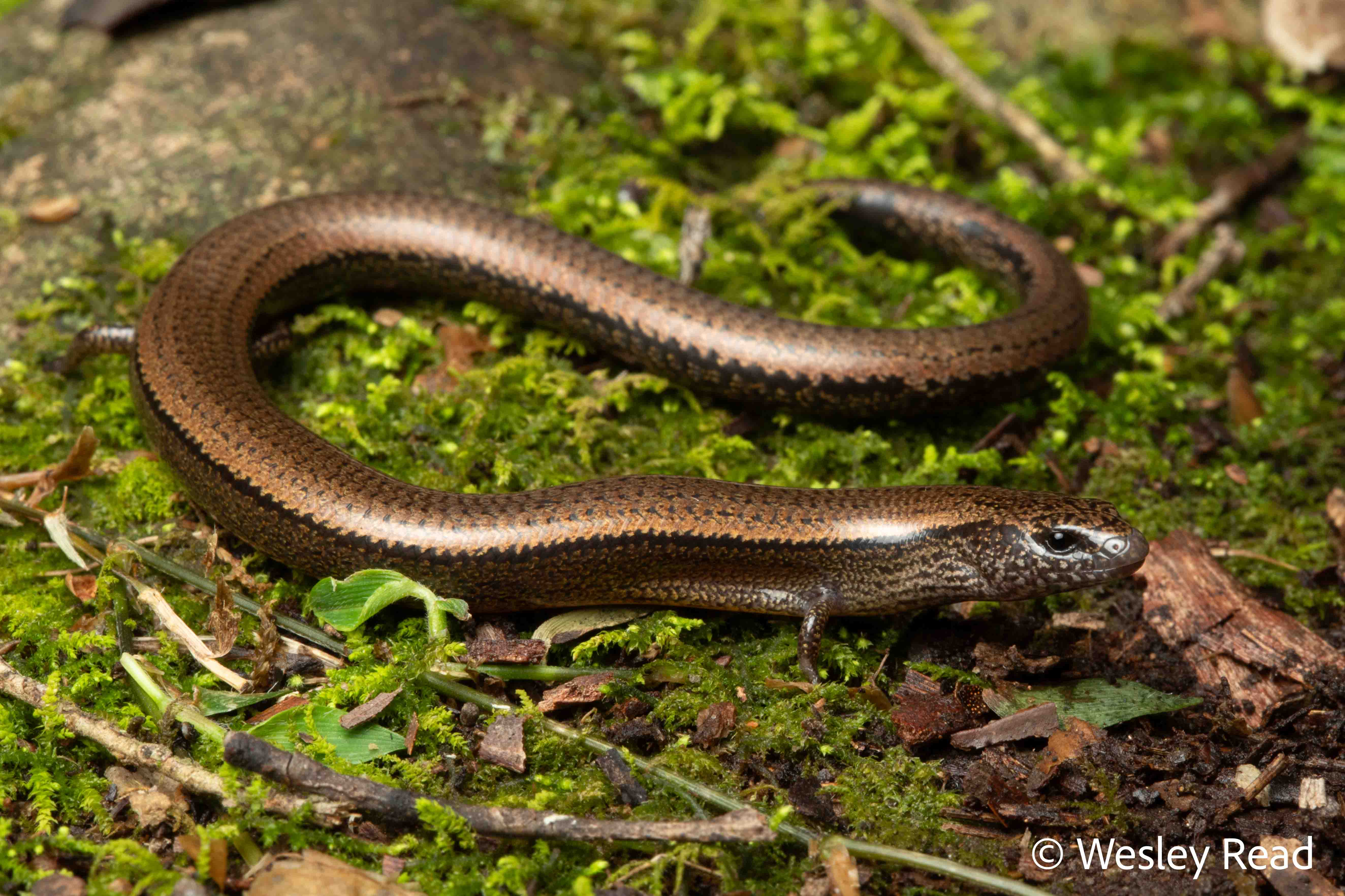 Saiphos equalis