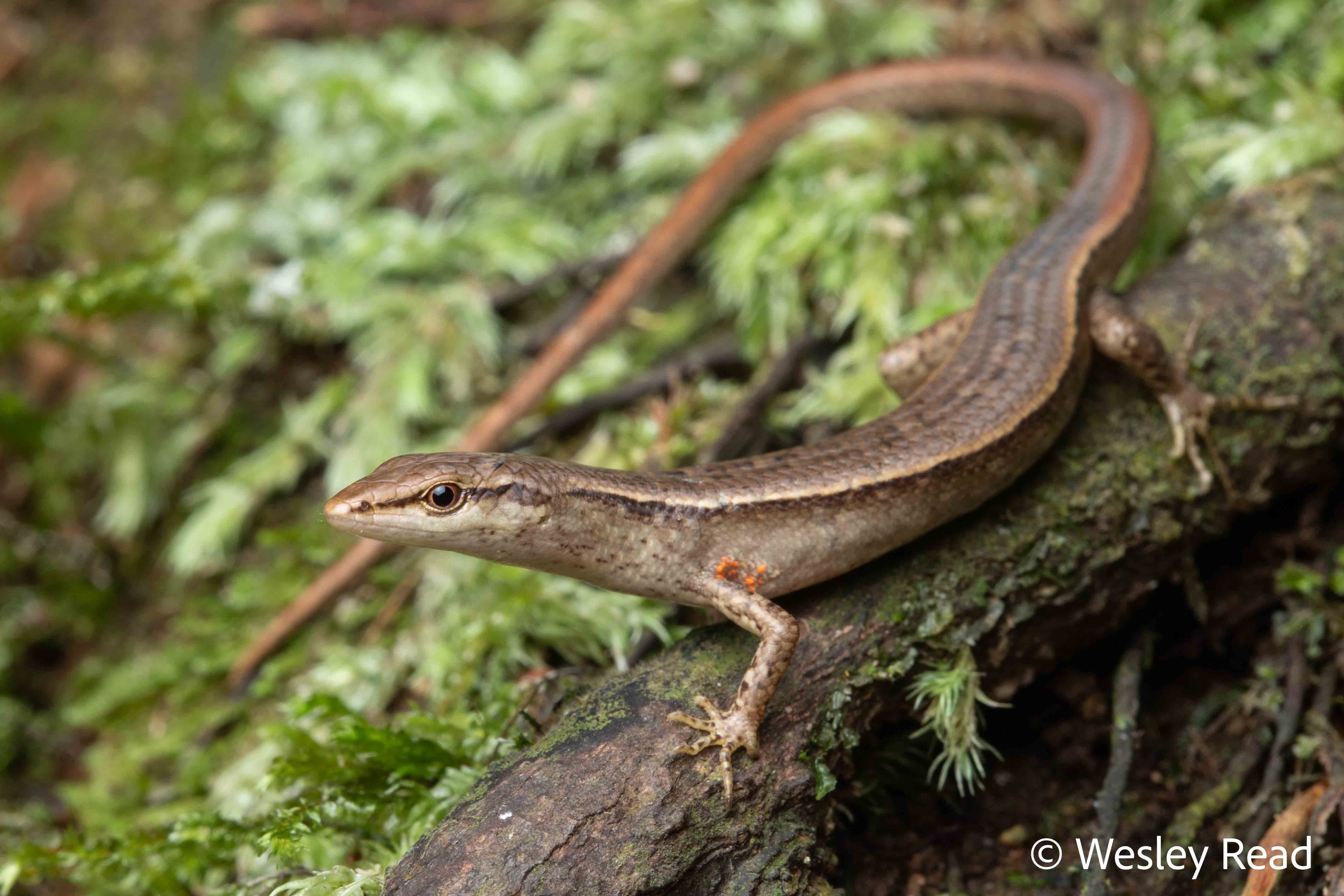 Saproscincus eungellensis