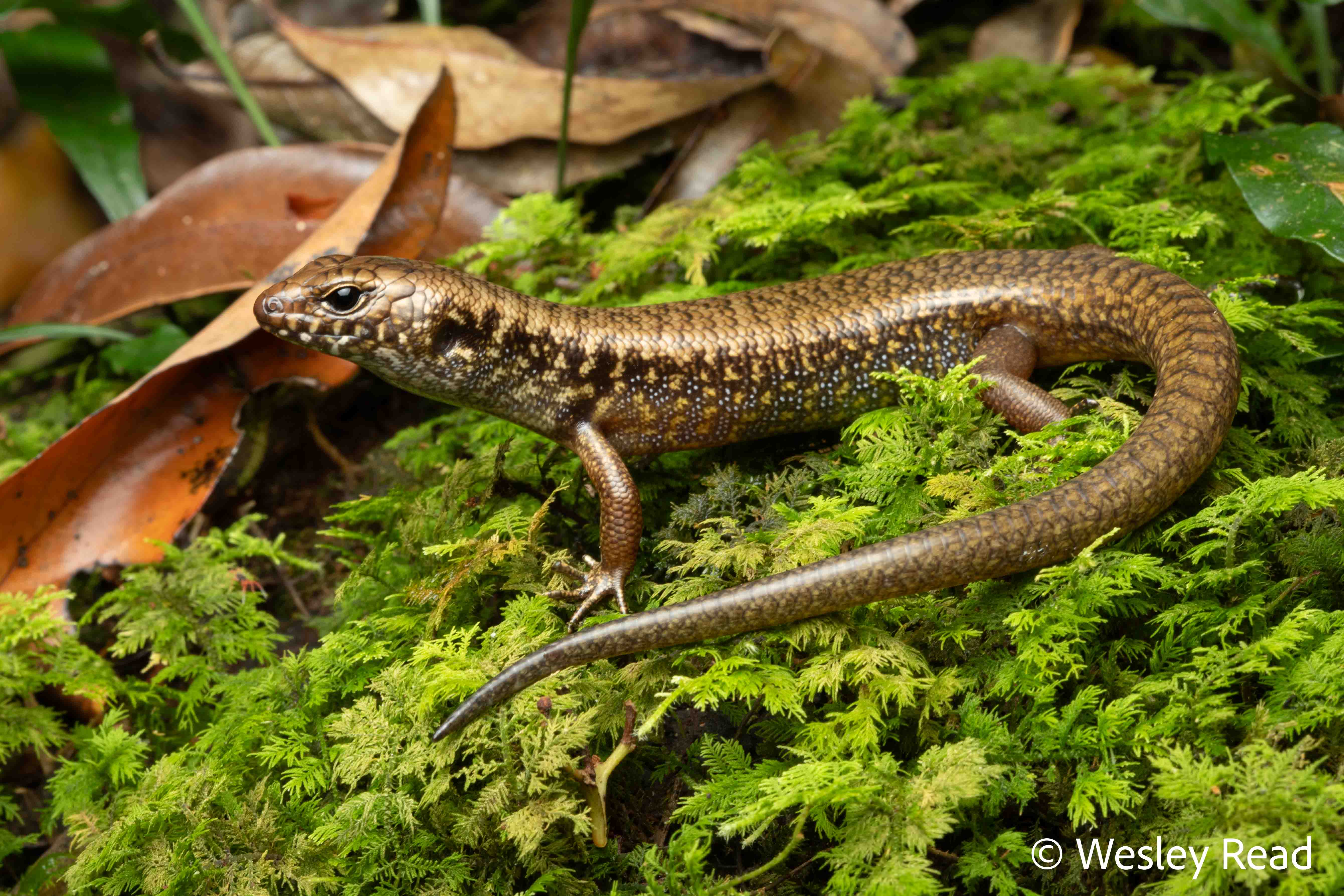 Silvascincus murrayi