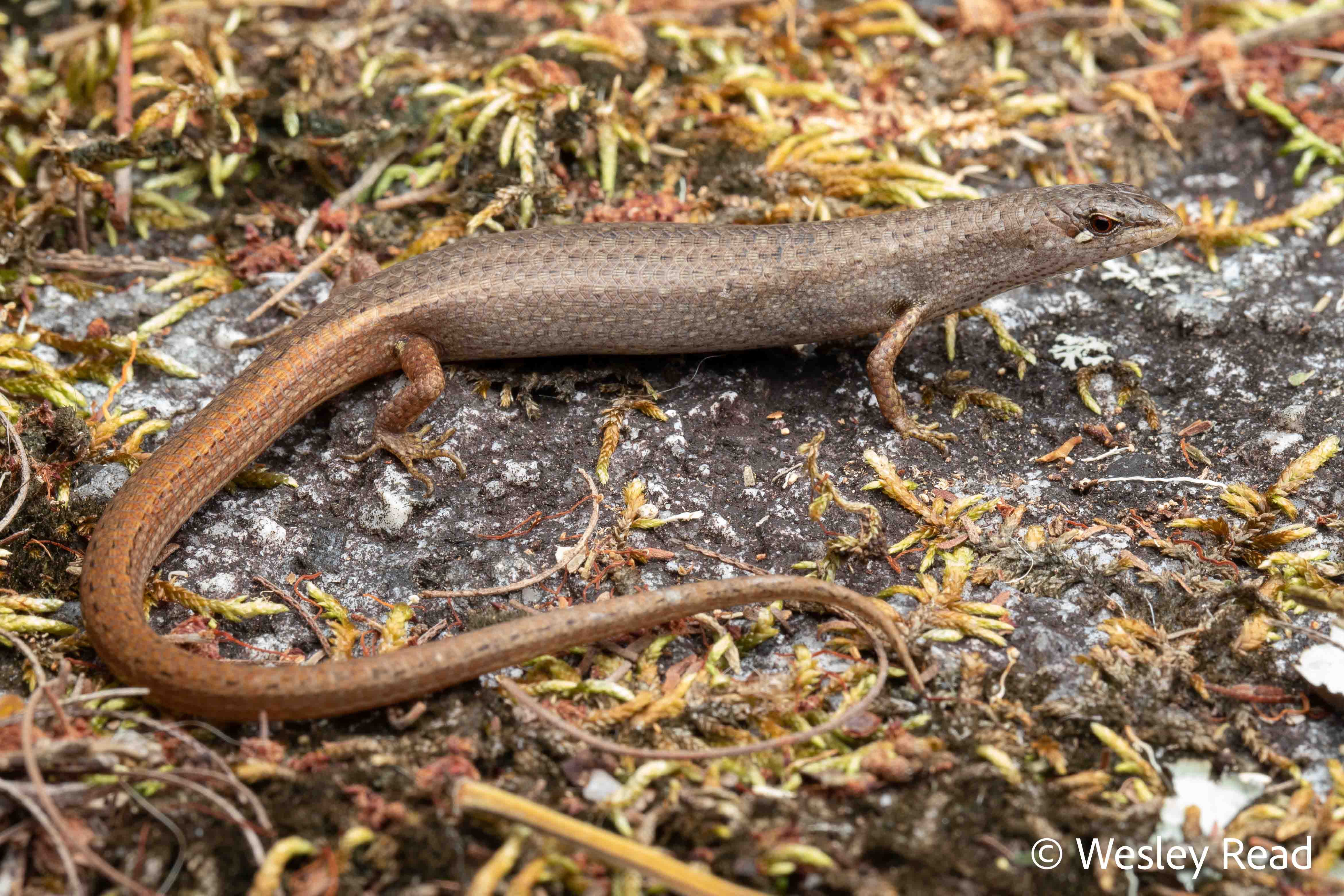 Saproscincus mustelinus