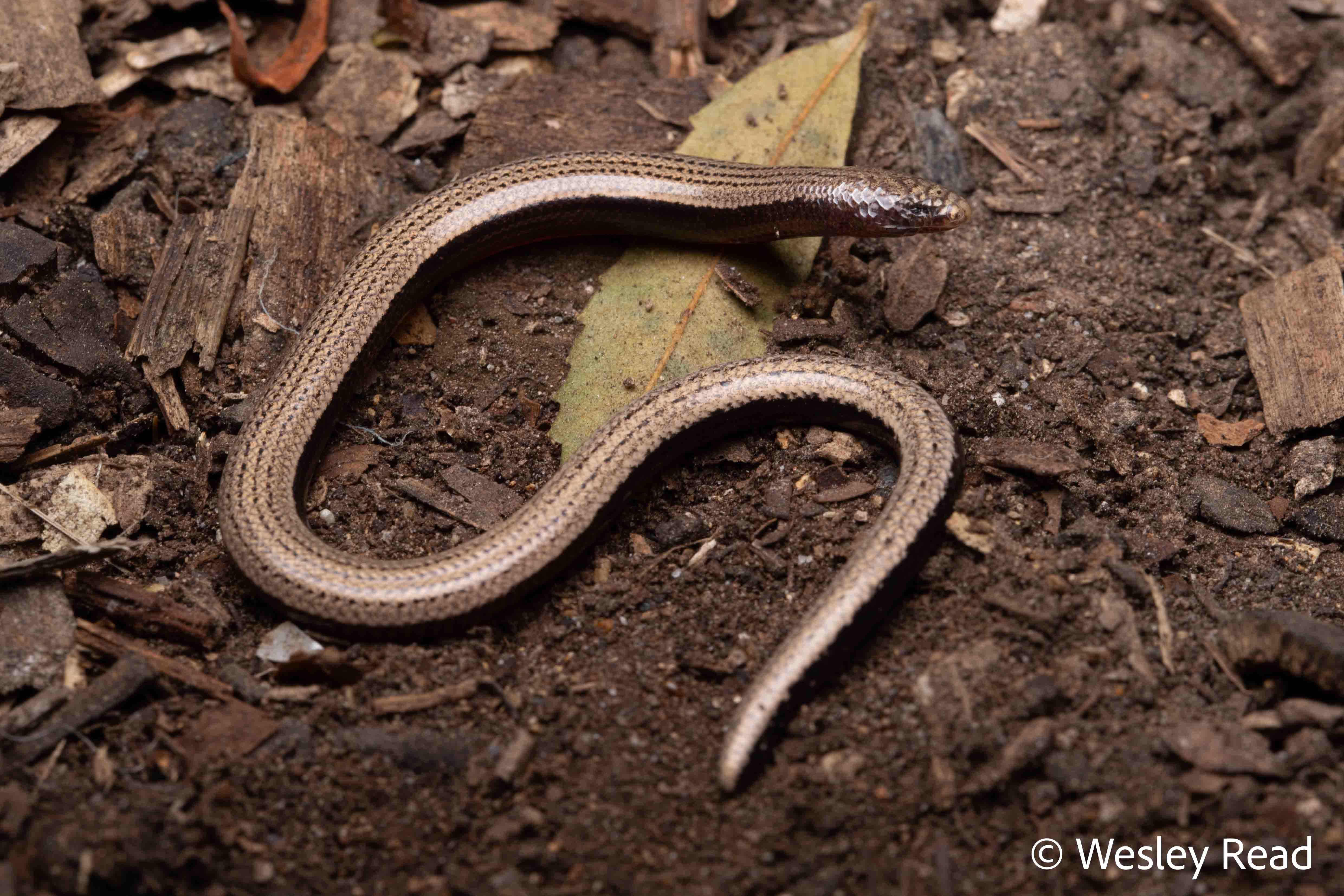 Saiphos ophioscincus