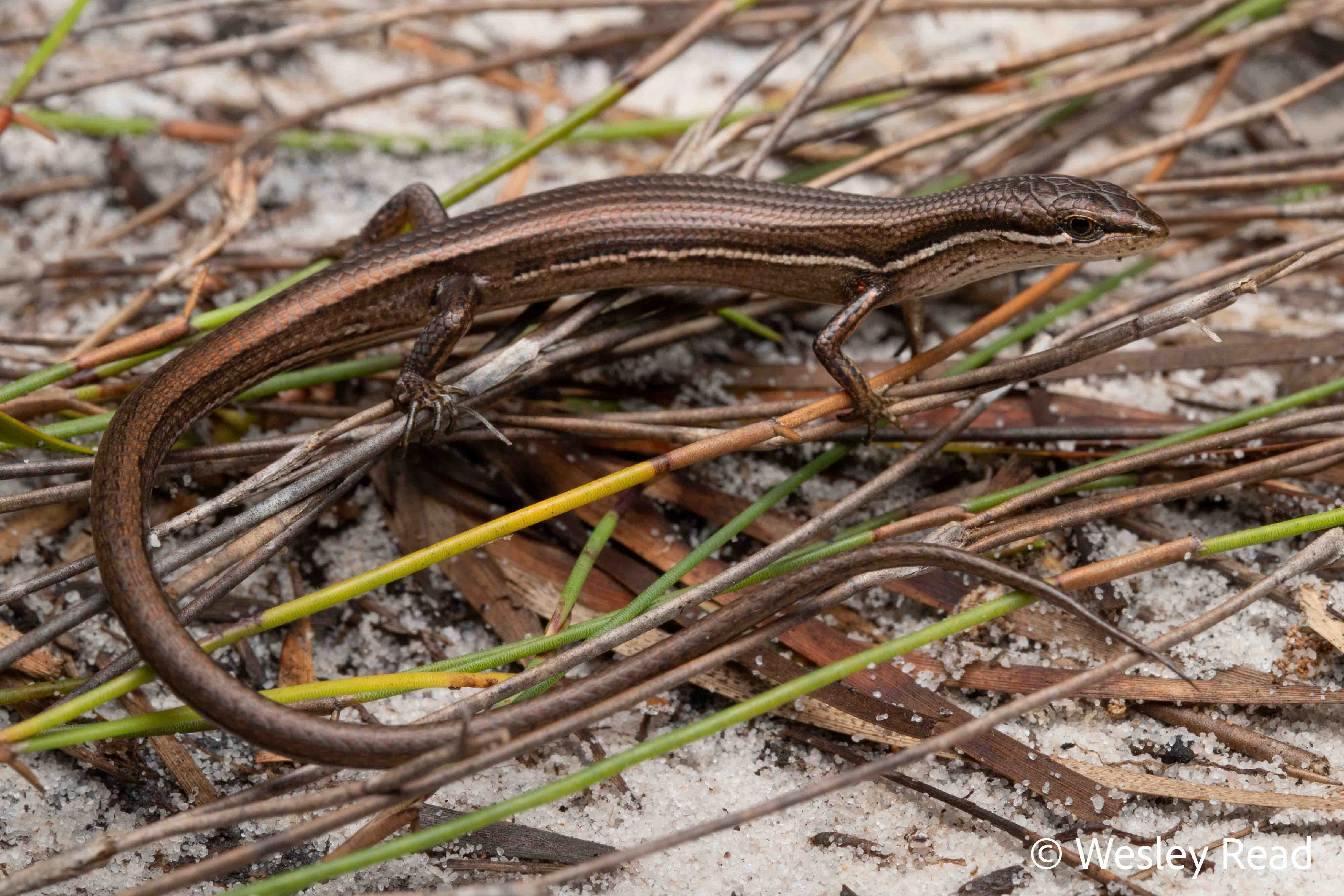 Saproscincus oriarus