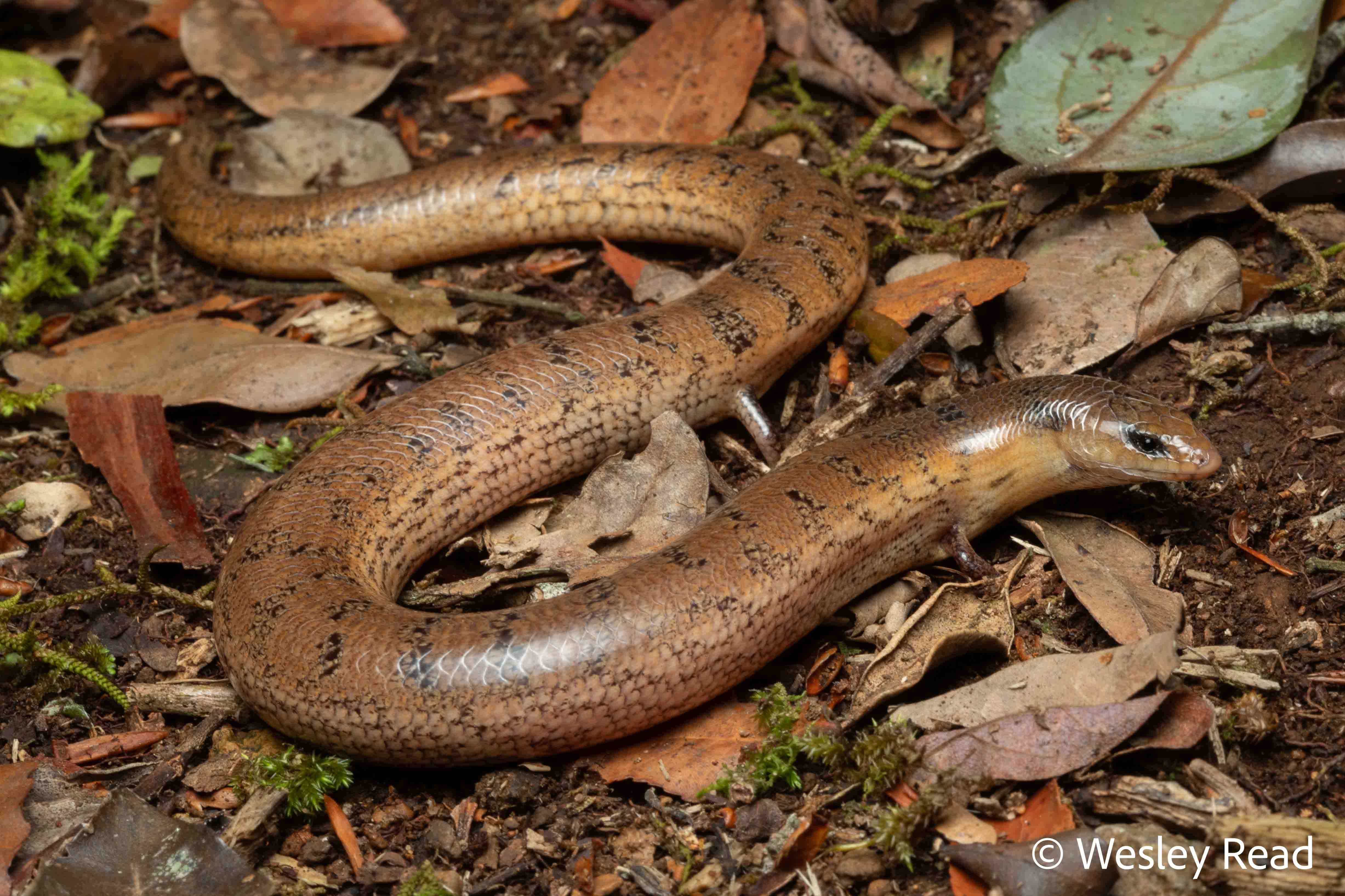 Saiphos reticulatus