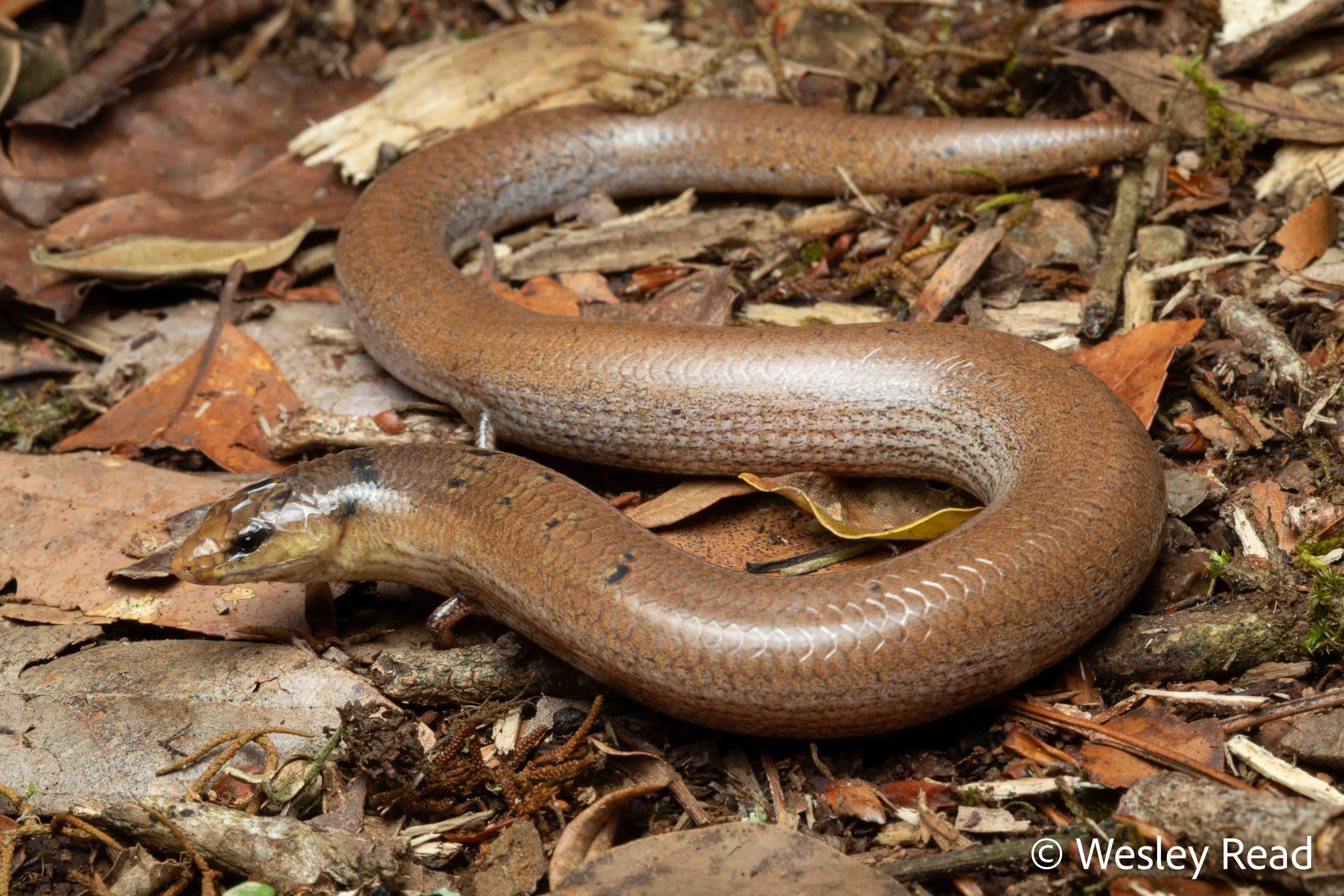 Saiphos reticulatus