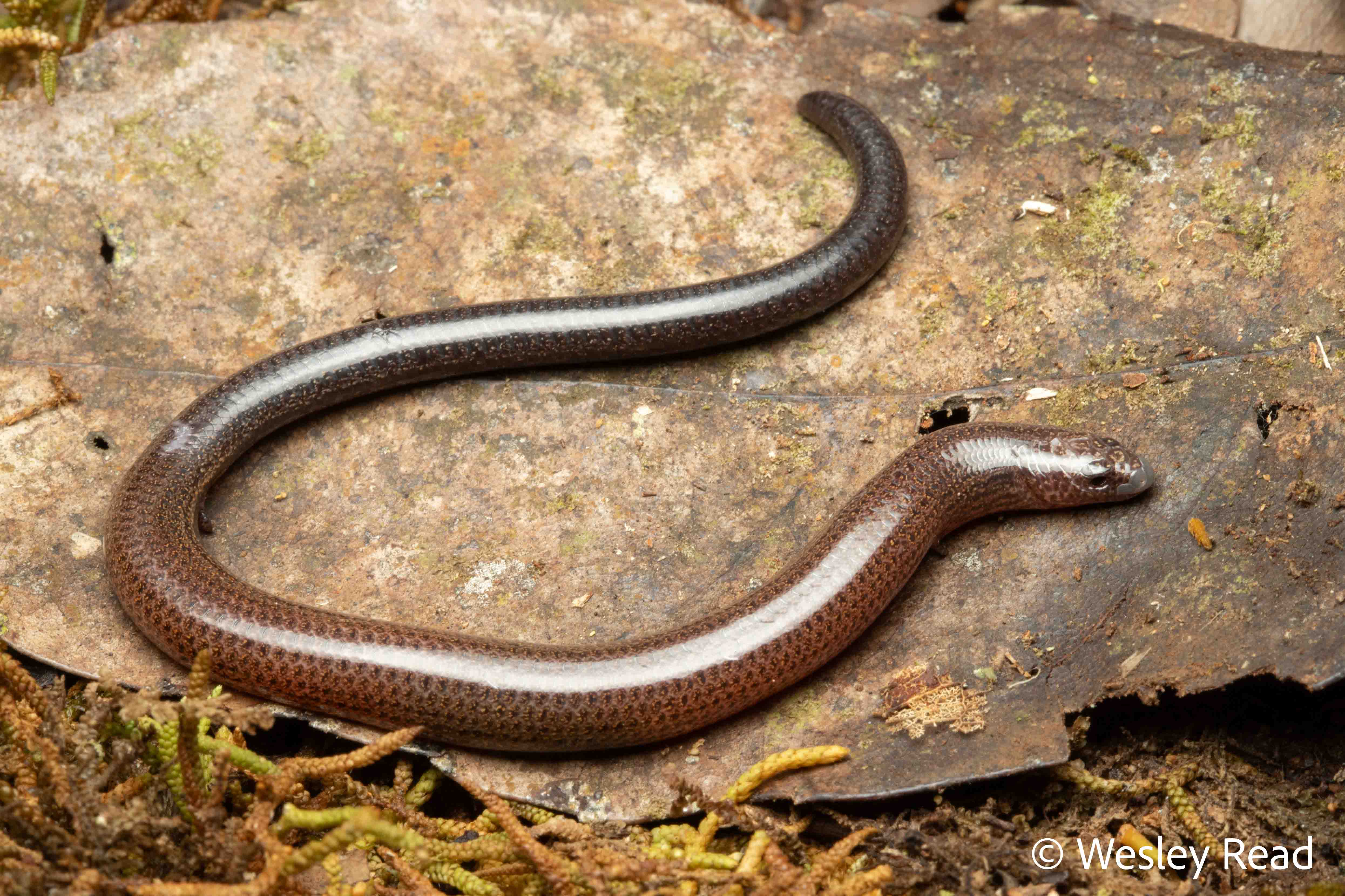 Saiphos truncatus