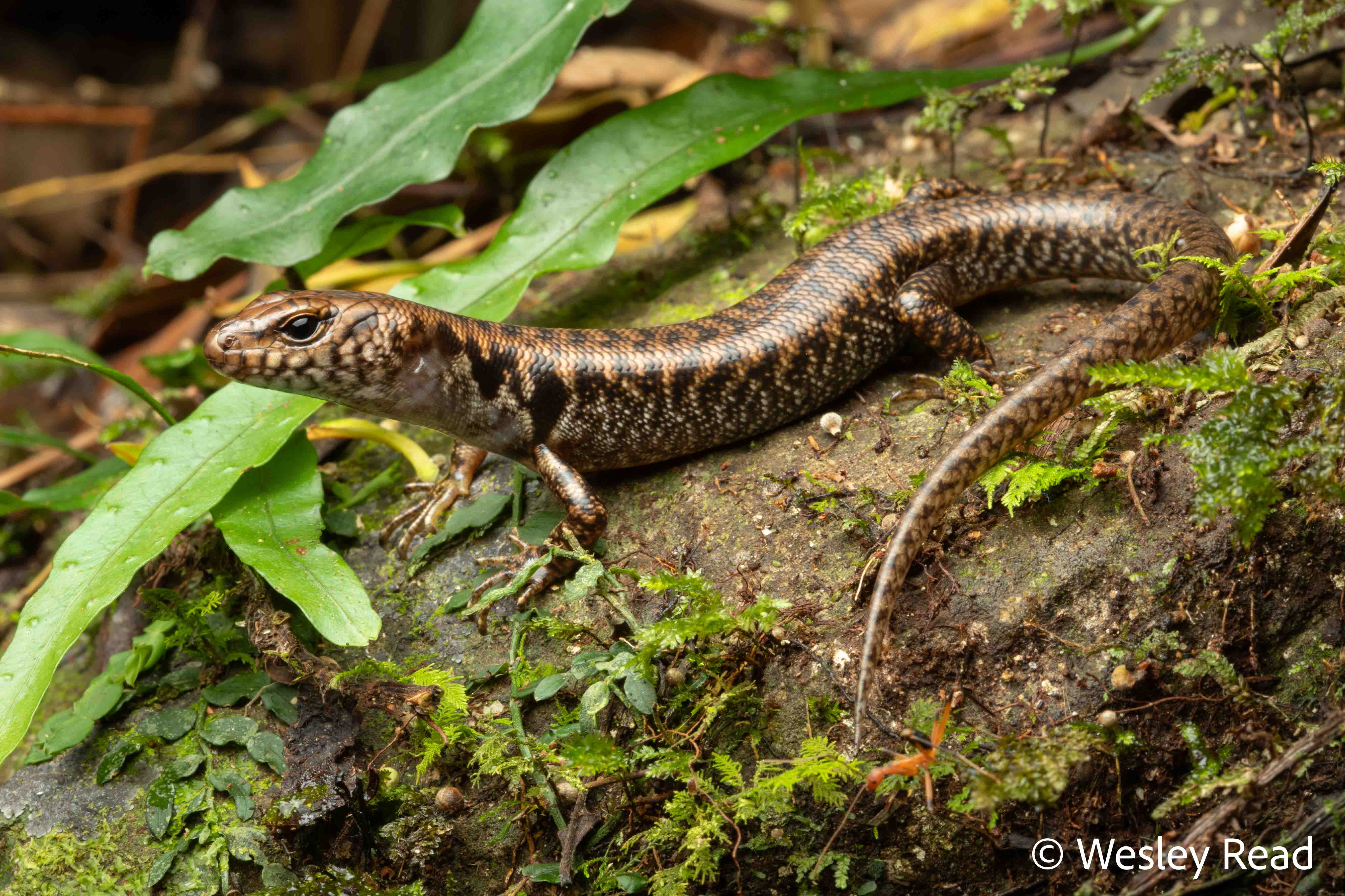 Silvascincus tryoni