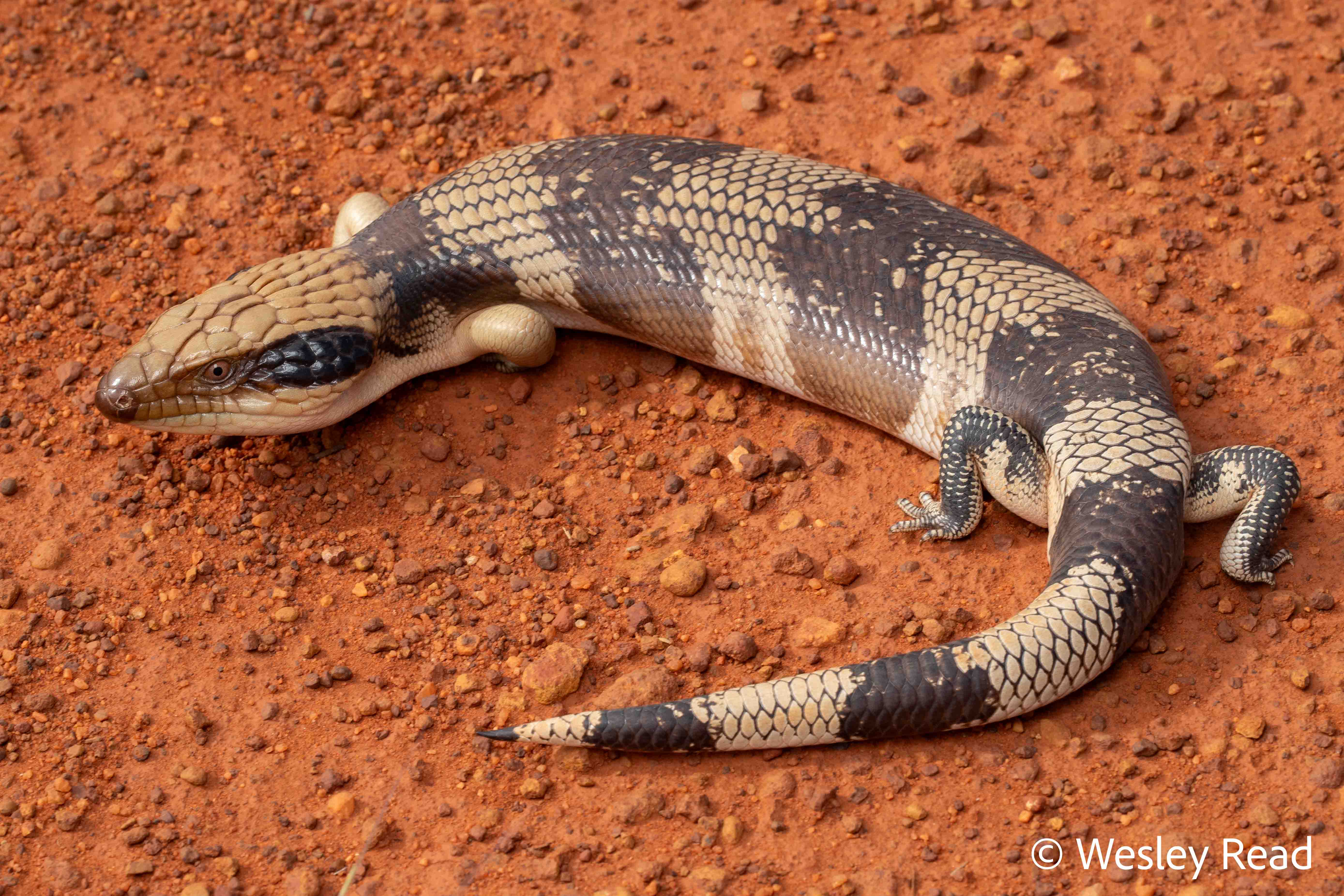 Tiliqua occipitalis