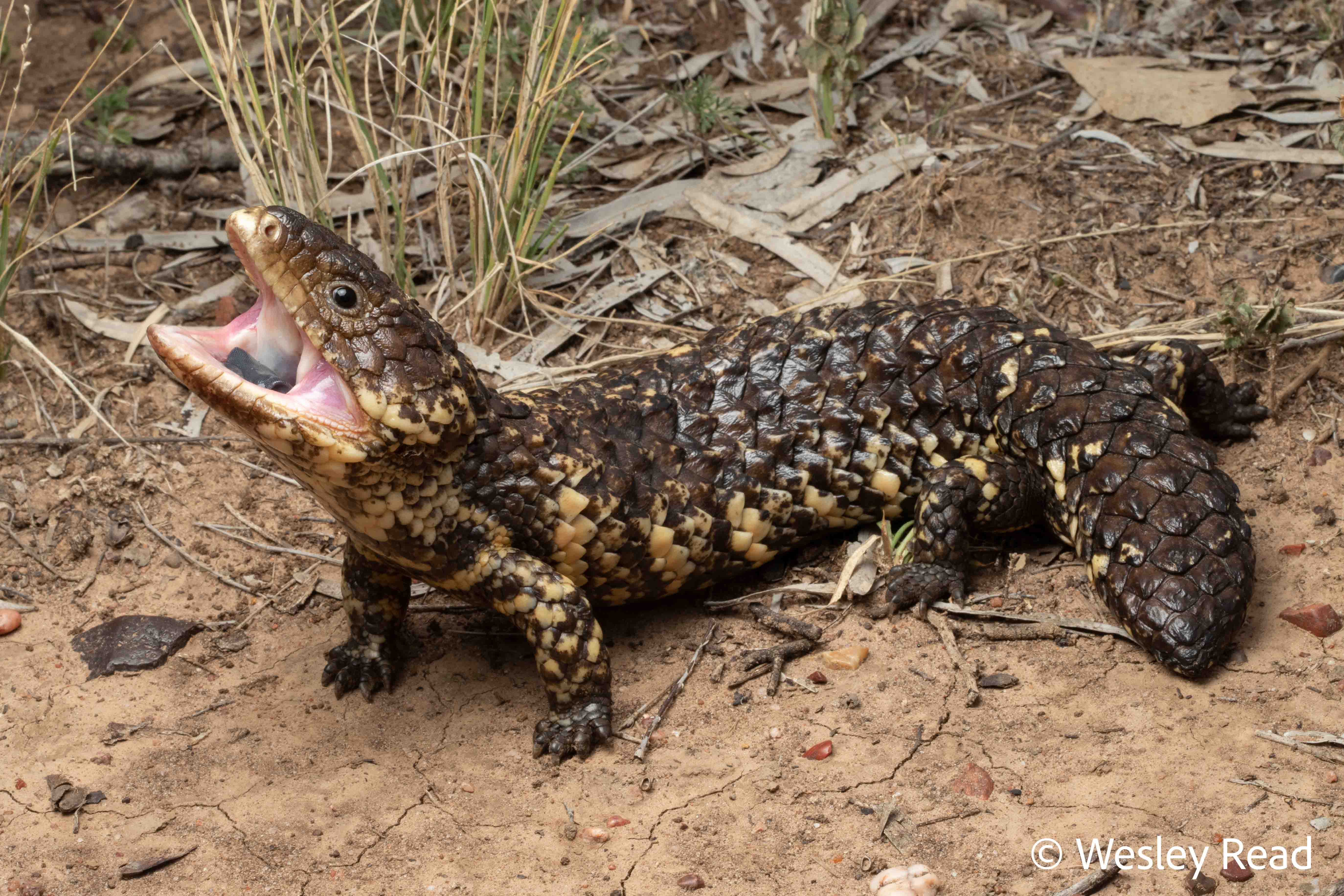 Tiliqua rugosa