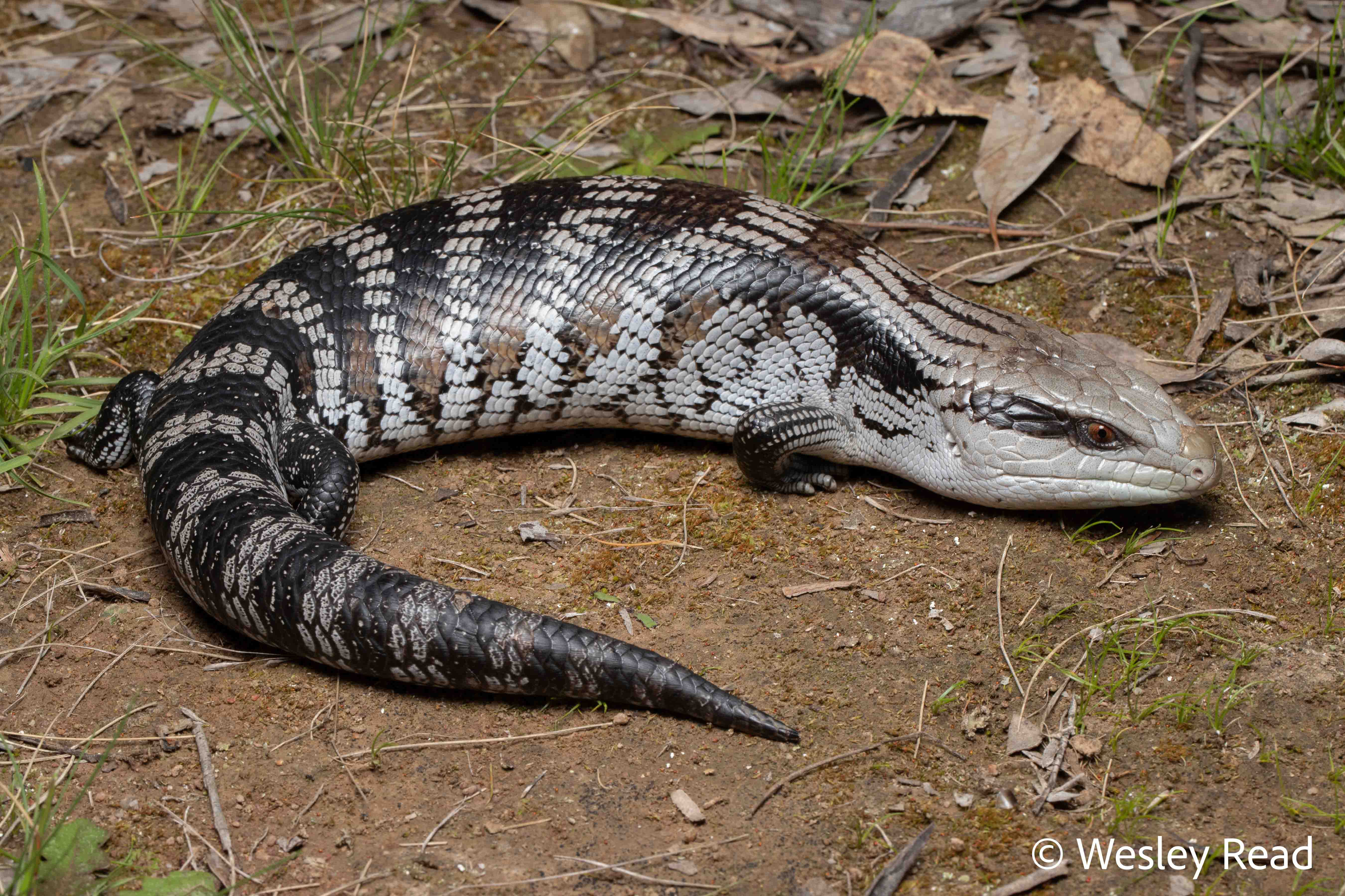 Tiliqua scincoides